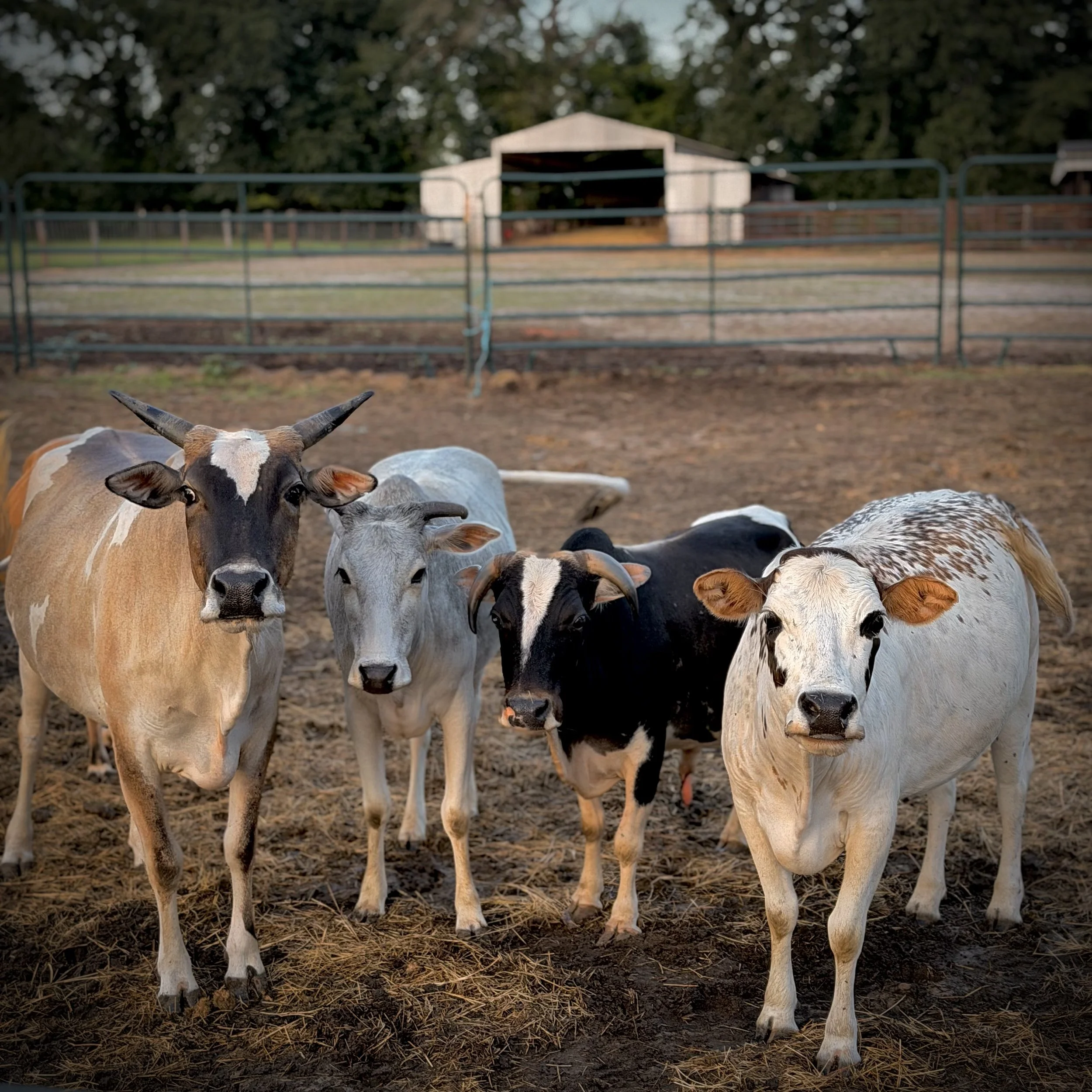 Group of young calves standing on dirt ground with a metal fence and trees in the background.