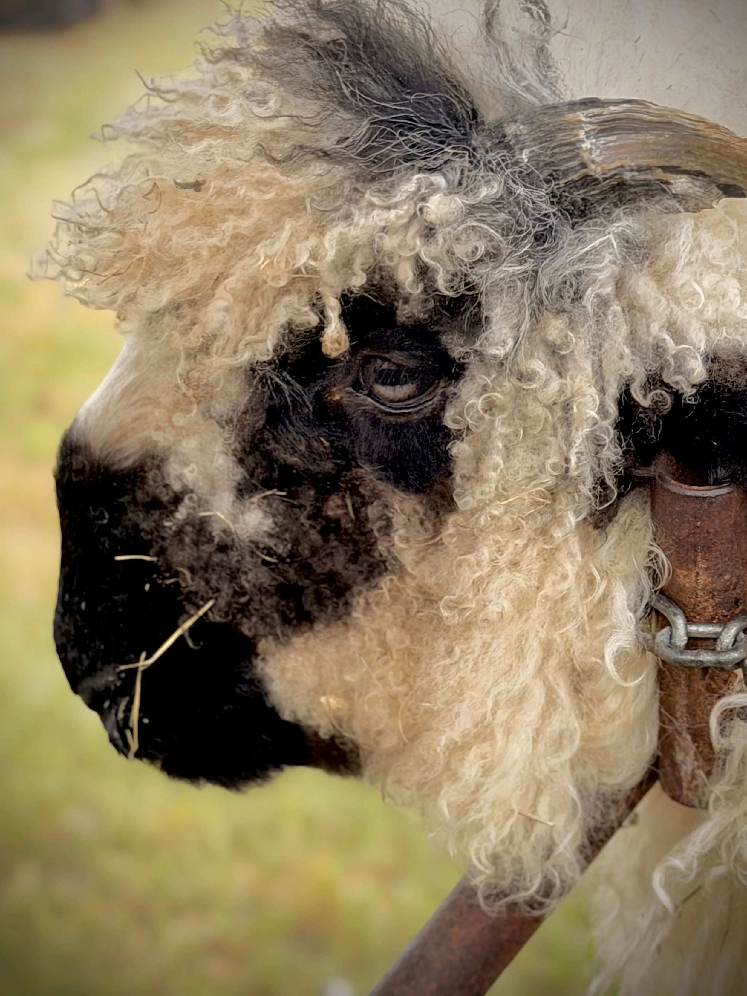 Close-up of a sheep's face with curly wool and a black nose, wearing a chain collar.