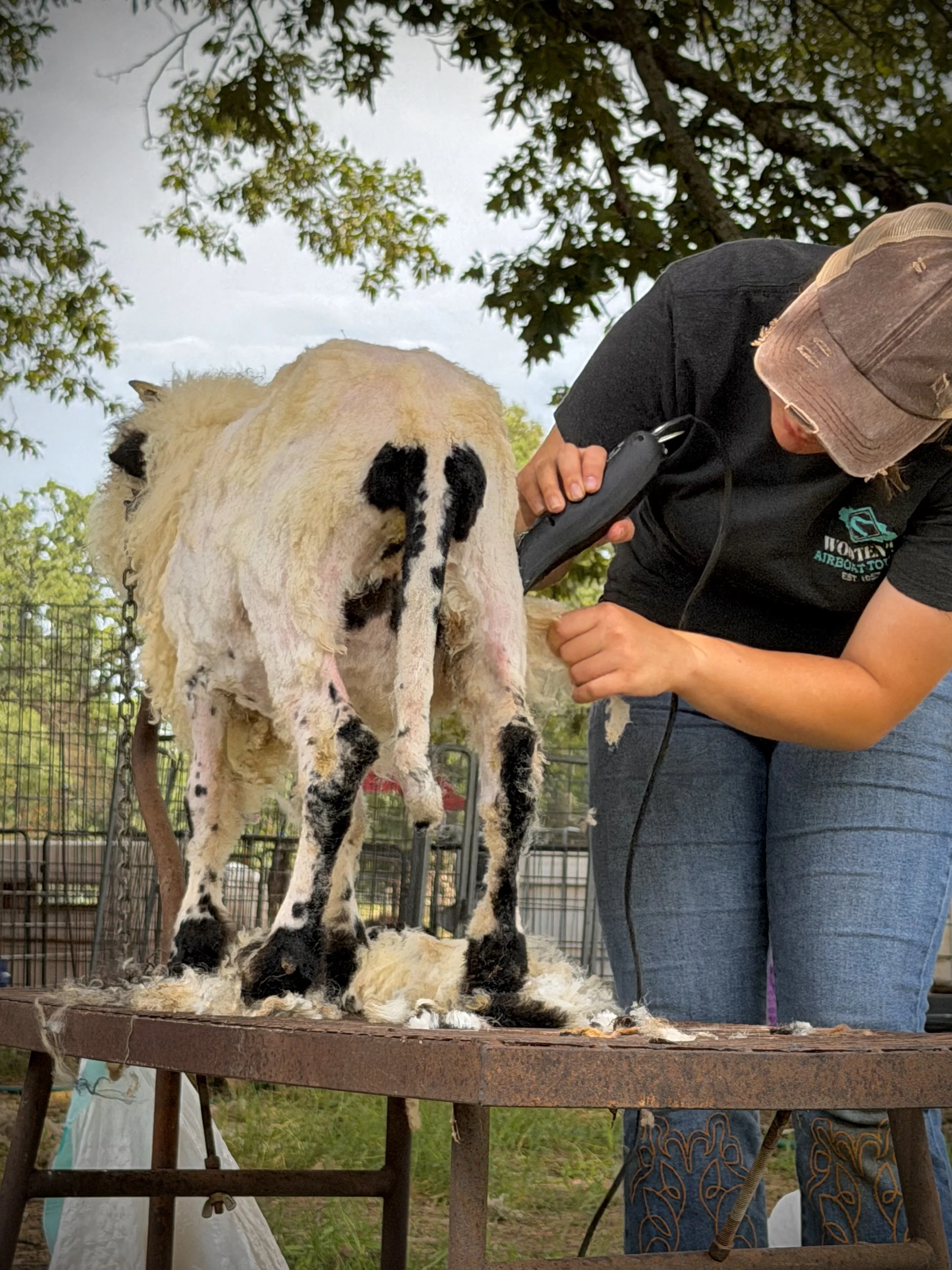 A sheep being sheared by a person outdoors, with a metal fence and trees in the background.