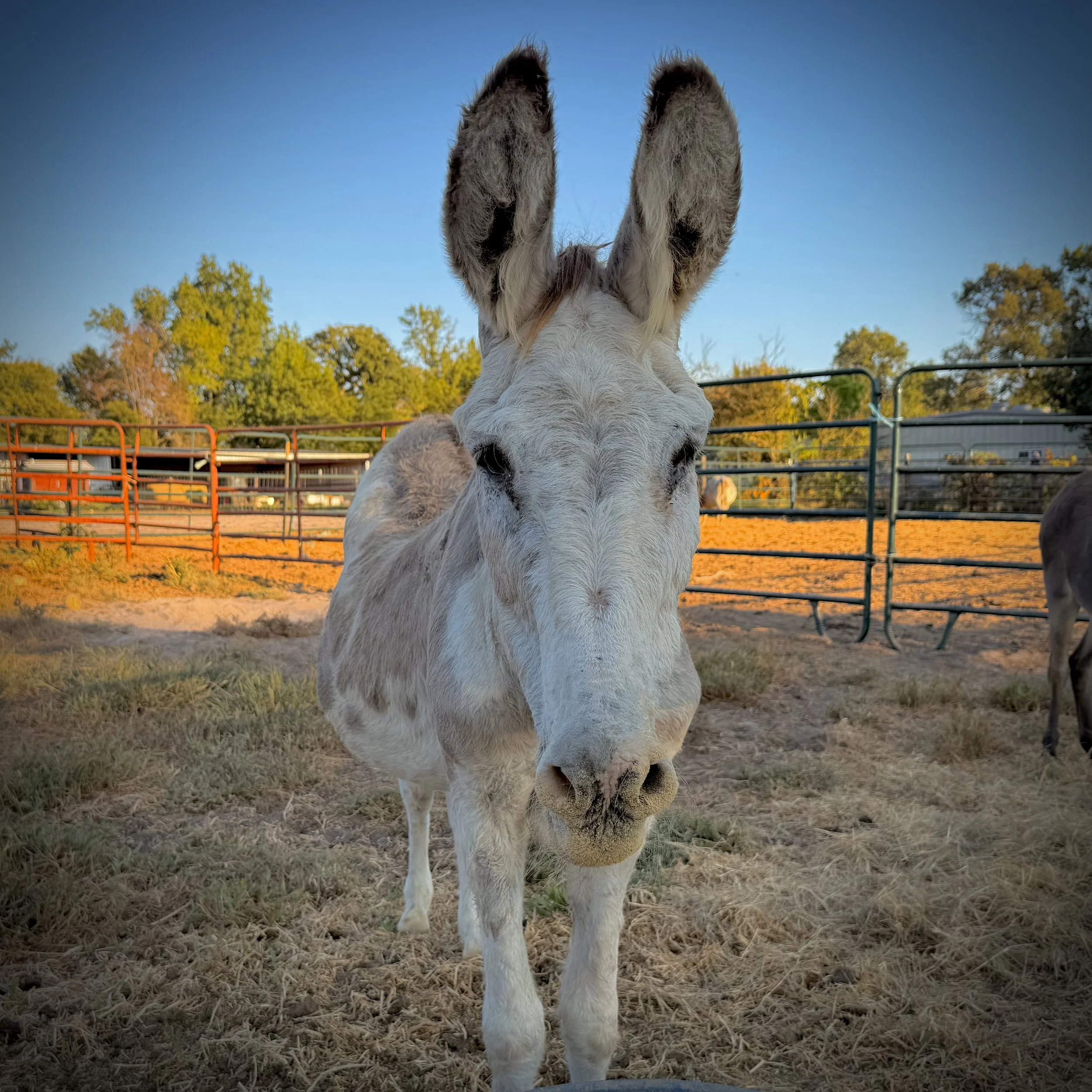 Front view of a donkey's head with ears pointing upward, standing outdoors on a farm with trees and fencing in the background during sunset or late afternoon.
