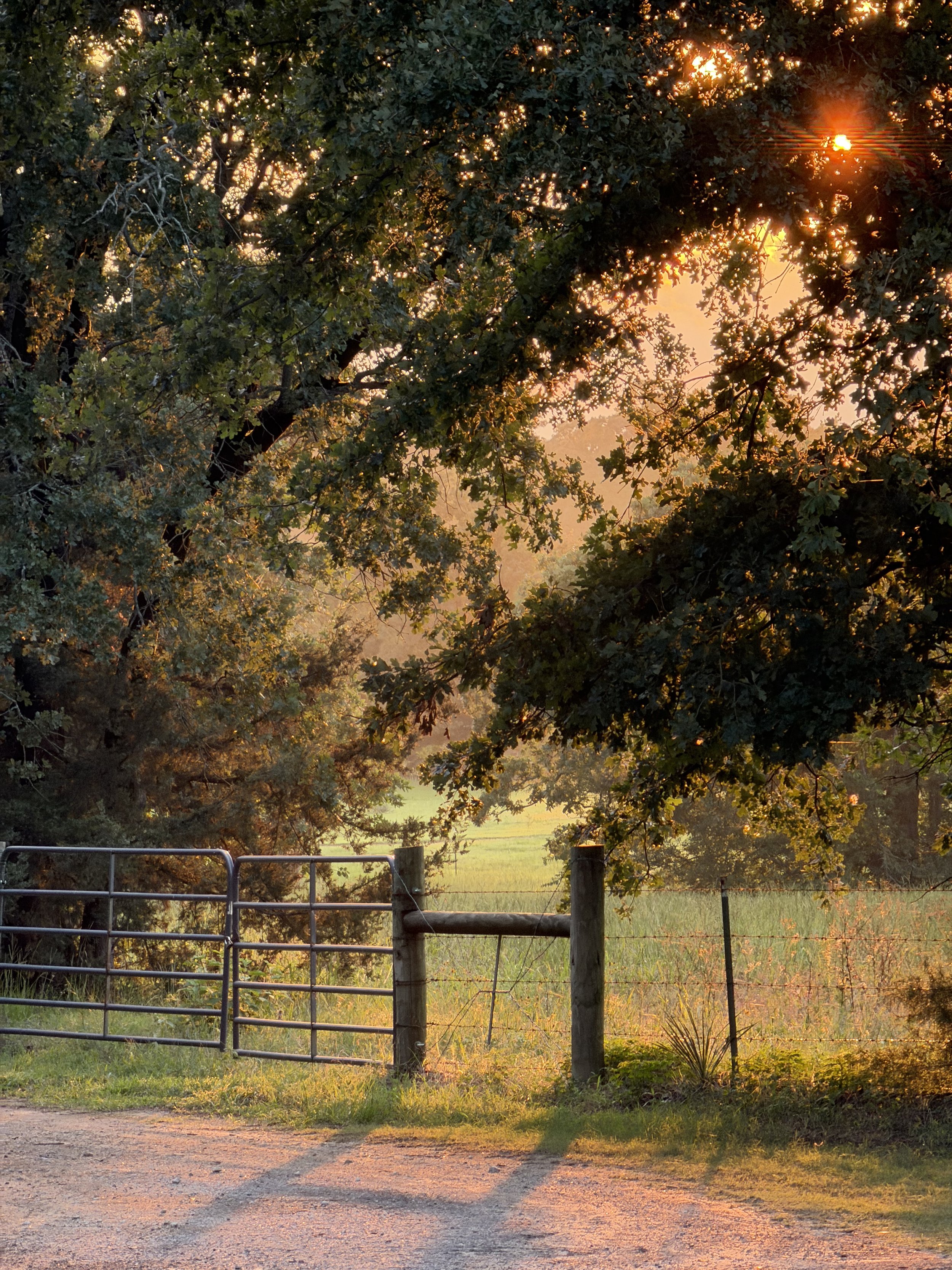 Sunset scene in a rural area with a metal gate and fencing, tall trees, and dry grass illuminated by the warm glow of the setting sun.