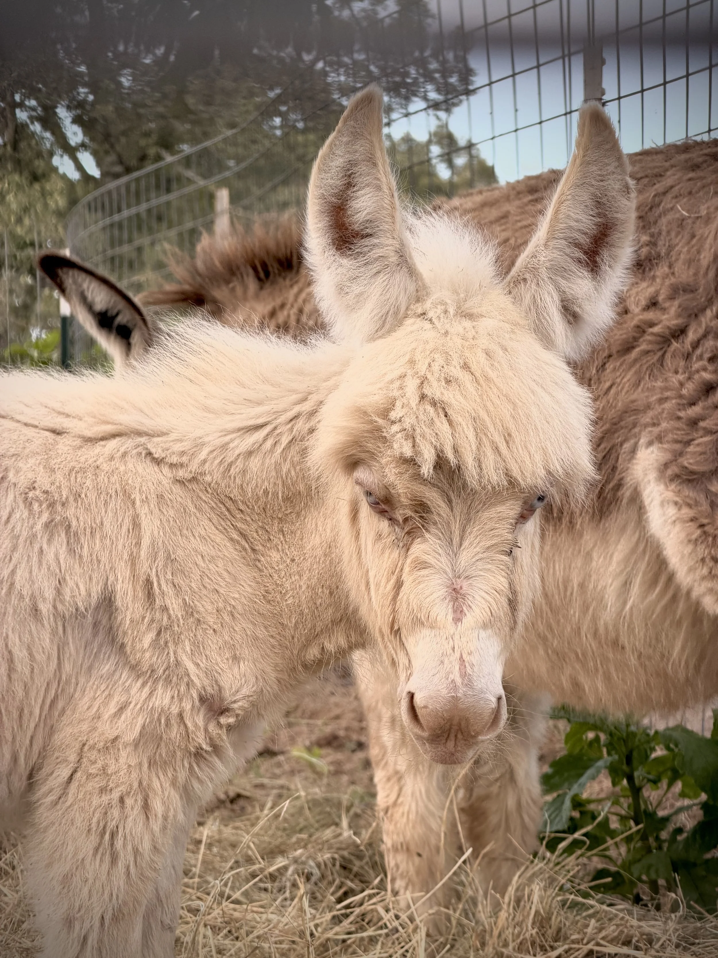 Two light-colored alpacas standing outdoors near a fence, with dried grass and green plants on the ground.