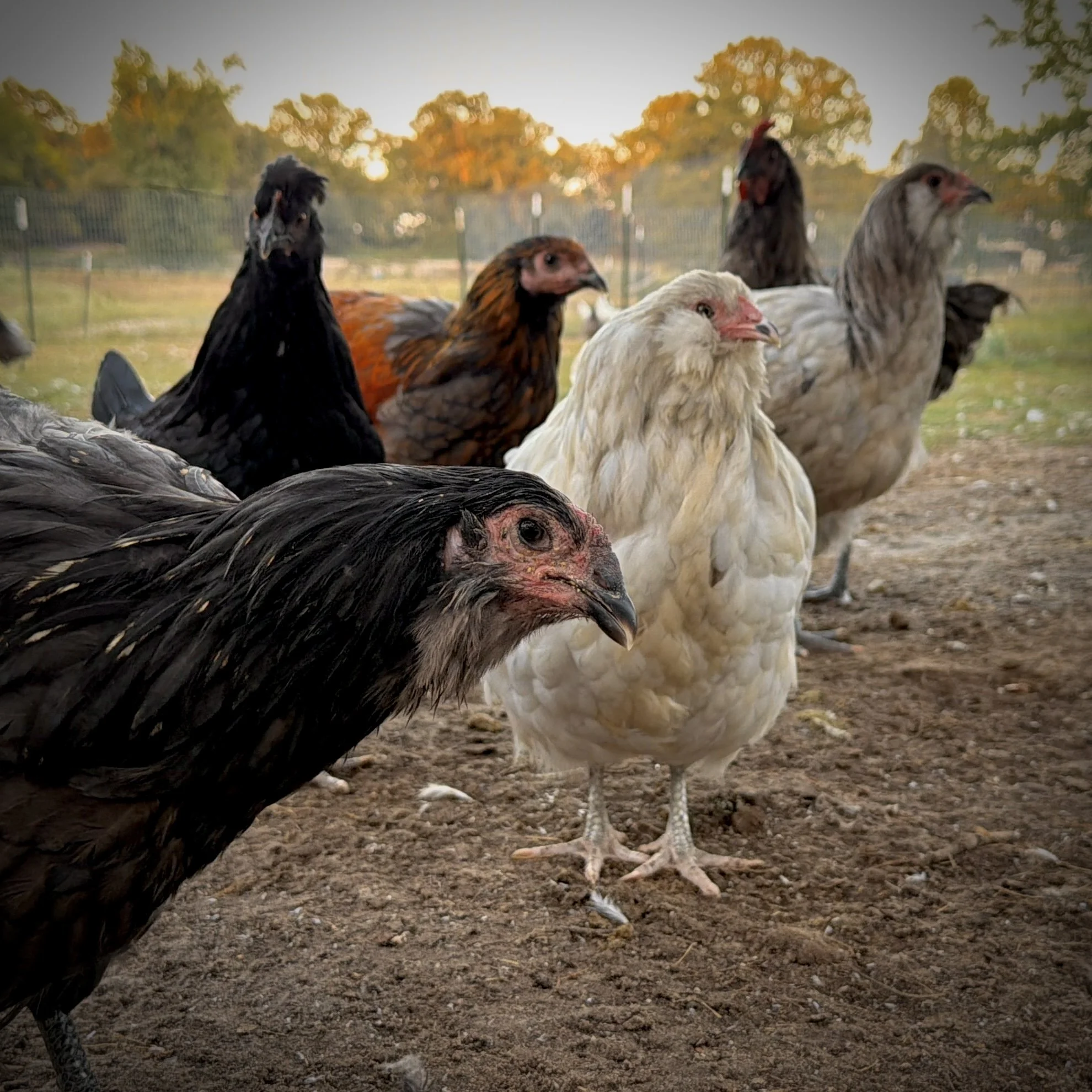 Group of various chickens and turkeys standing on dirt ground outdoors during sunset, with trees and a fence in the background.
