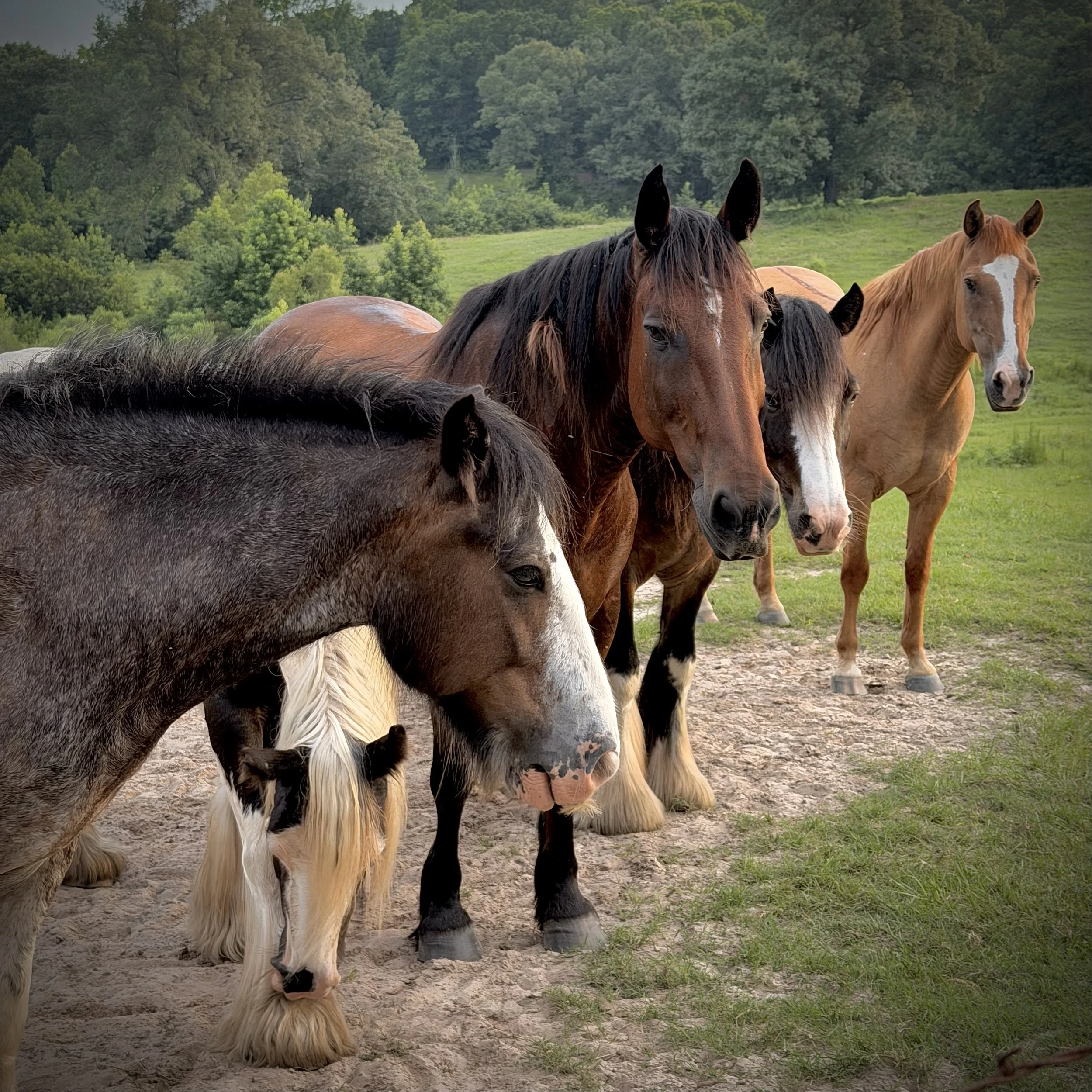 Several horses of different colors, including black, brown, and palomino, stand on a dirt and grass field with a lush green forest in the background.