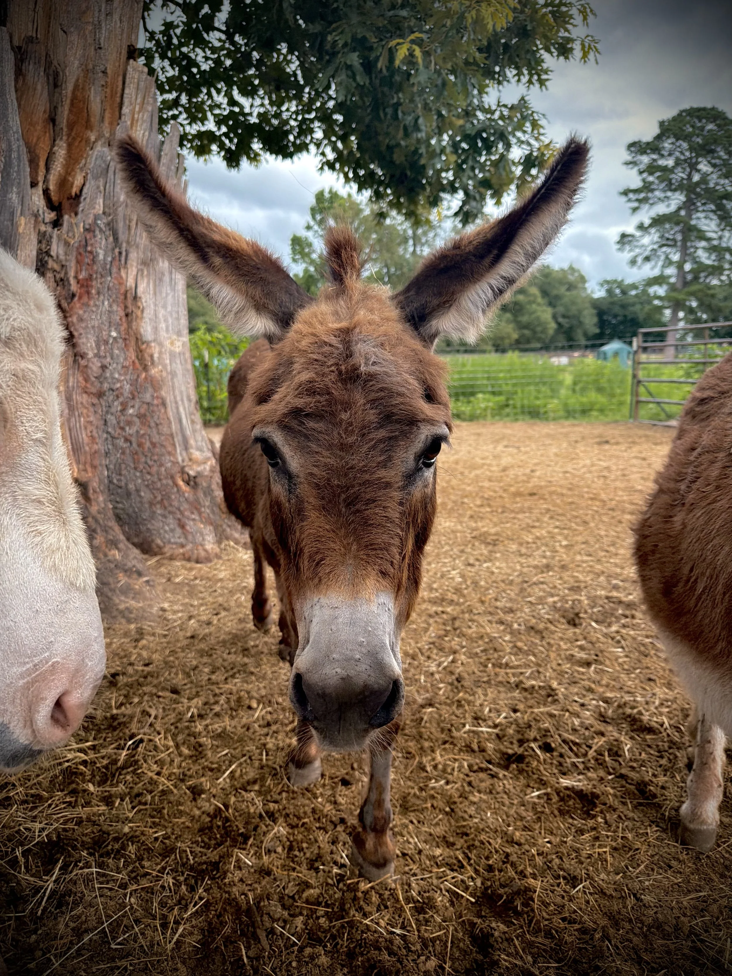 A brown donkey with large ears standing on dirt ground in a farm setting with trees and a fence in the background.