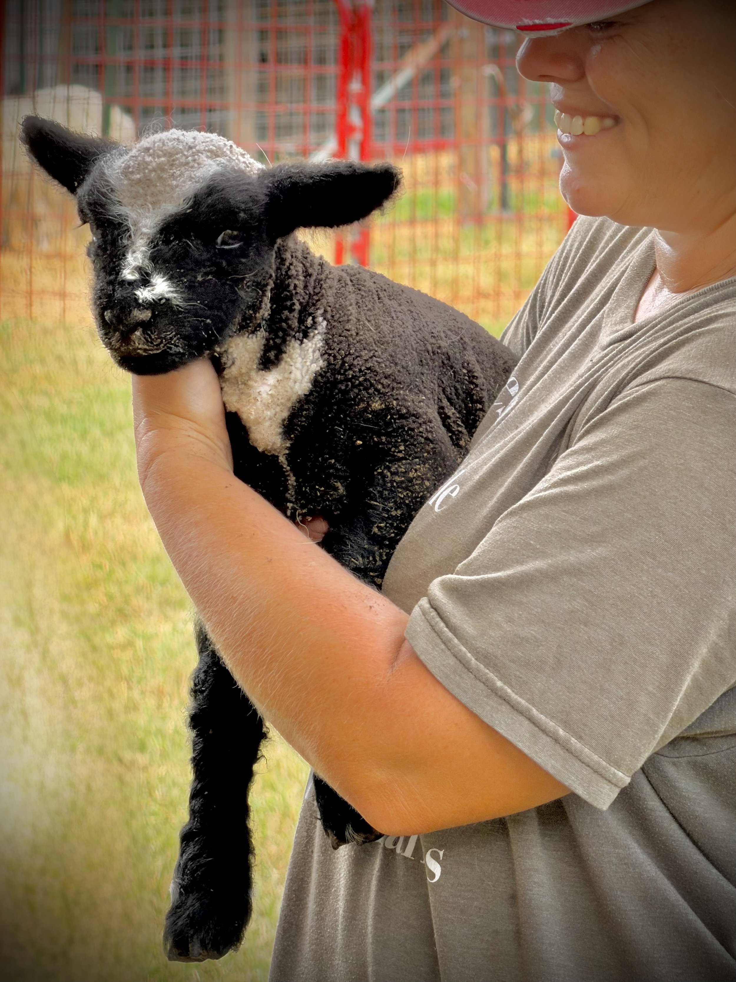 A person holding a small black and white lamb in their arms, with a red wire fence and blurry background behind them, smiling.