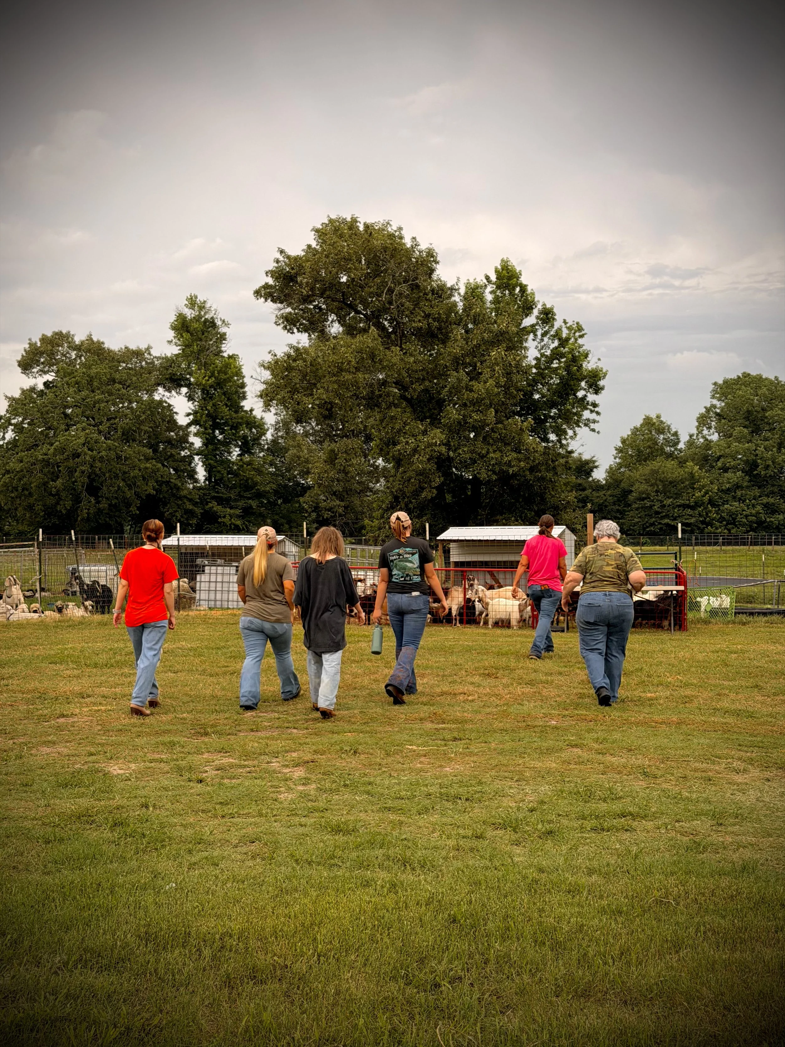People walking toward a fenced area with goats or sheep, on a grassy field with trees and cloudy sky in the background.