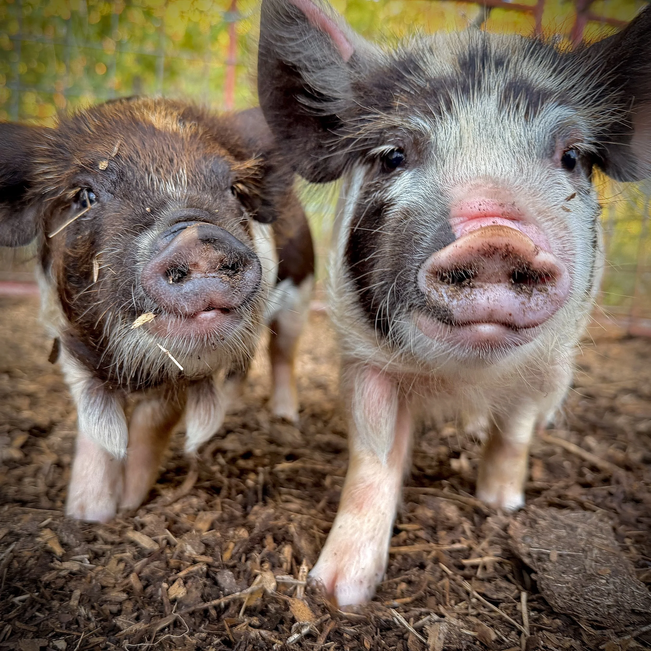Close-up of two piglets with pink snouts, one black and white, the other brown and black, on a bed of wood chips outdoors.