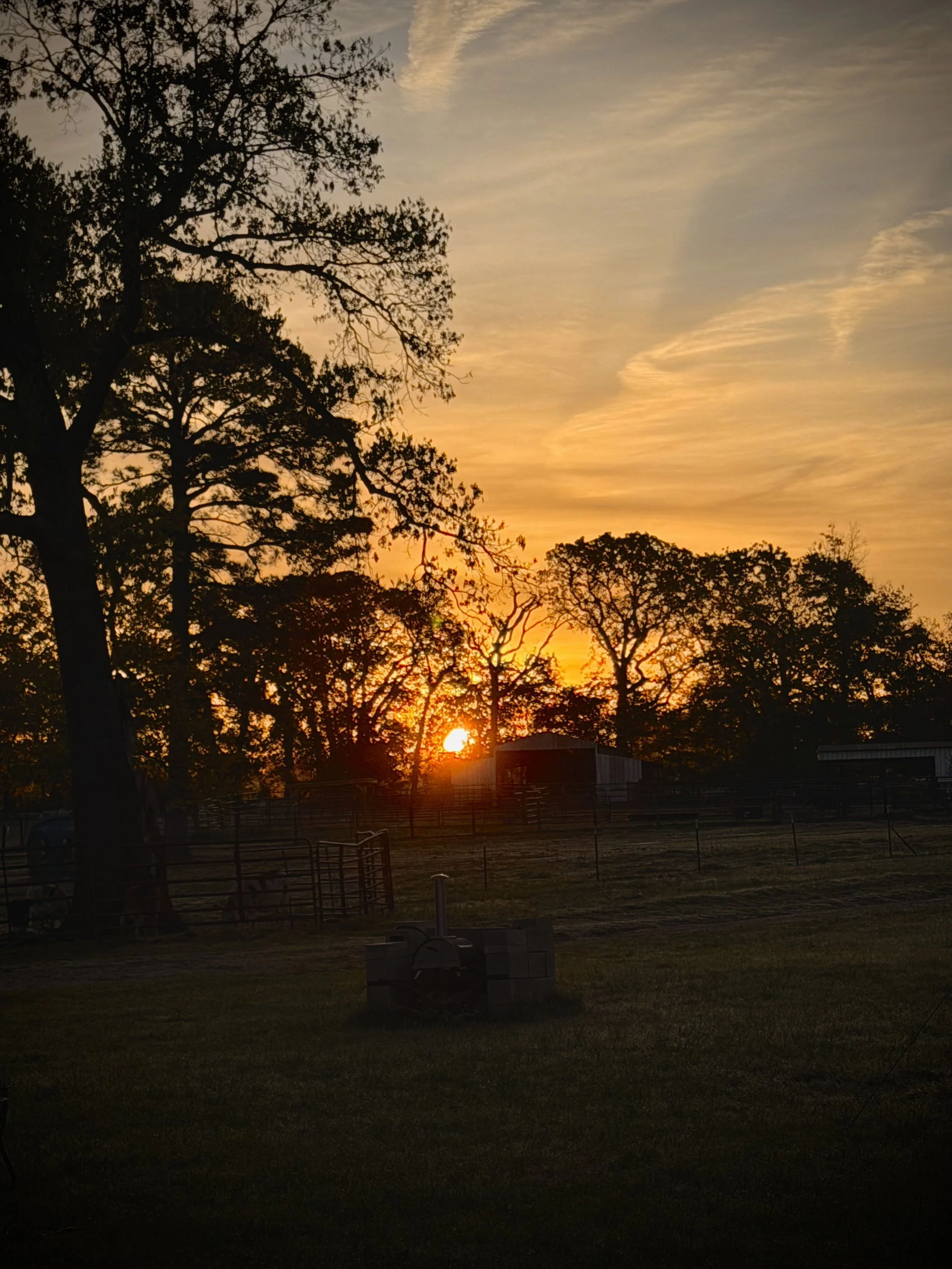 Sunset over trees with a partly cloudy sky, casting a warm orange glow in the background.