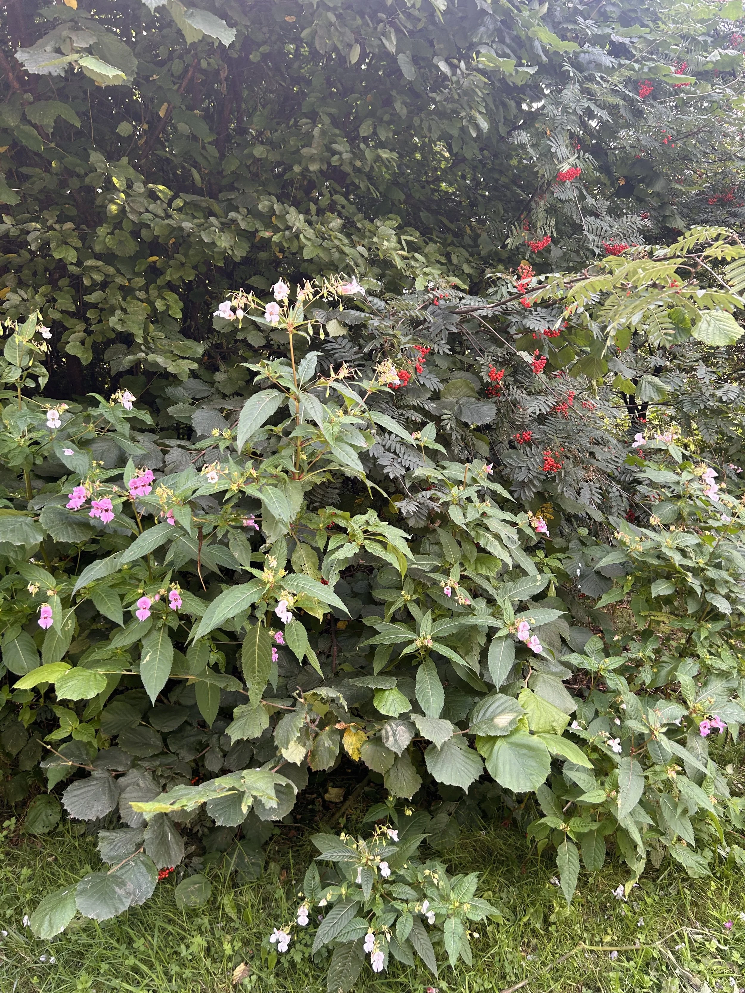 Dense green foliage with clusters of red berries and small pink and white flowers at the bottom.