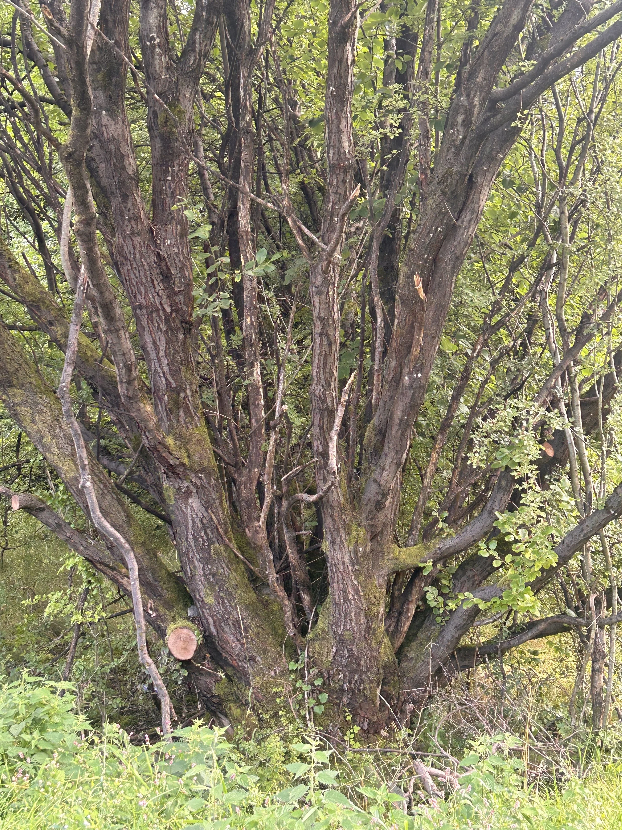 A large tree with numerous thick branches and green leaves, surrounded by grass and smaller plants.