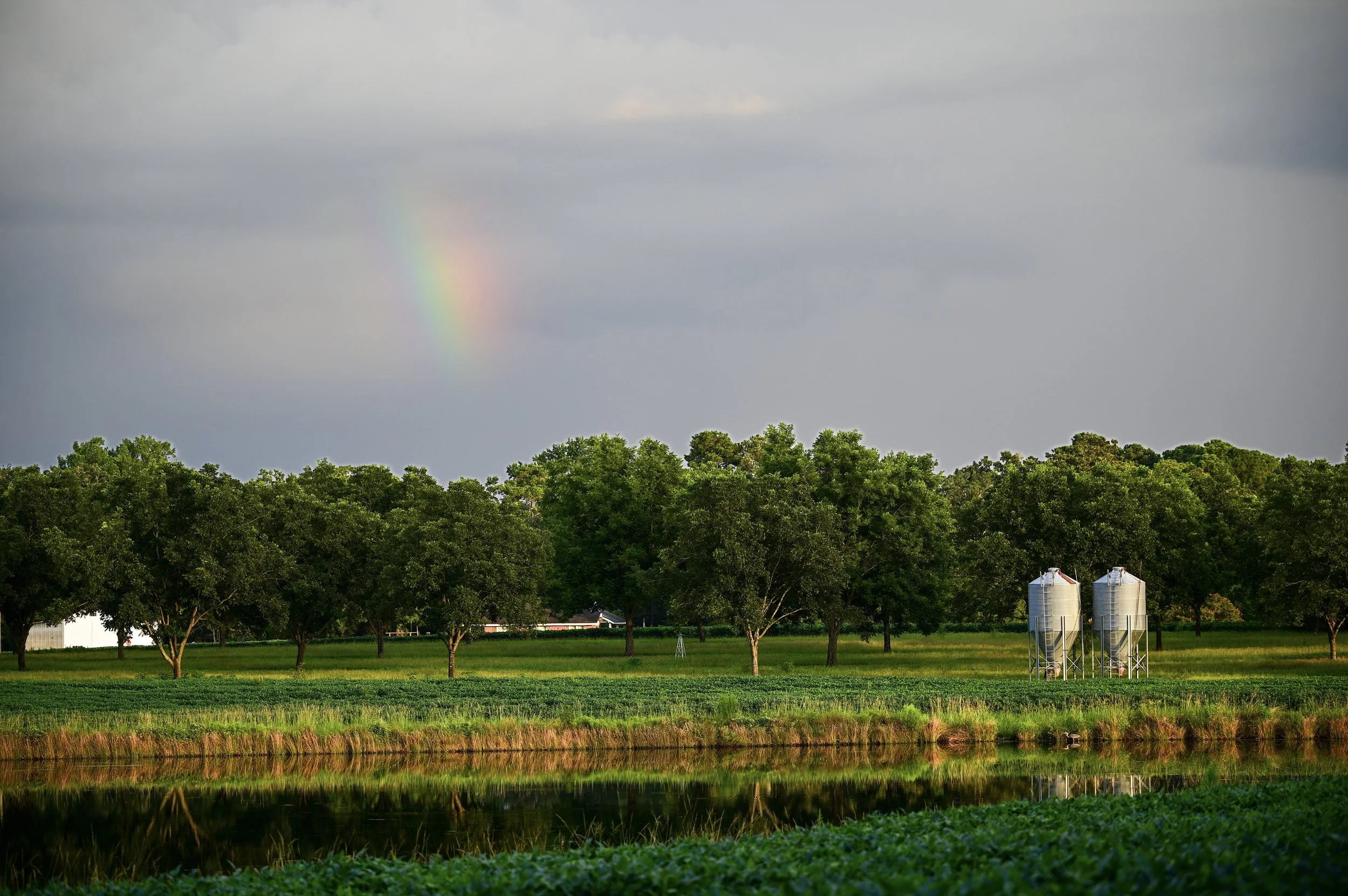 29-Rainbow over farm pond and Blue Heron.jpg