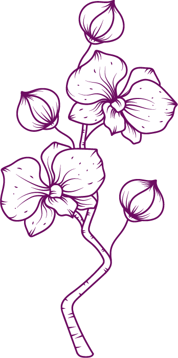 Line drawing of a flowering plant with orchids and buds in purple.