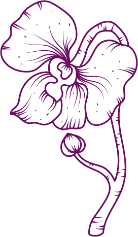 Line drawing of a flower with a stem, leaves, and a small bud, outlined in purple.