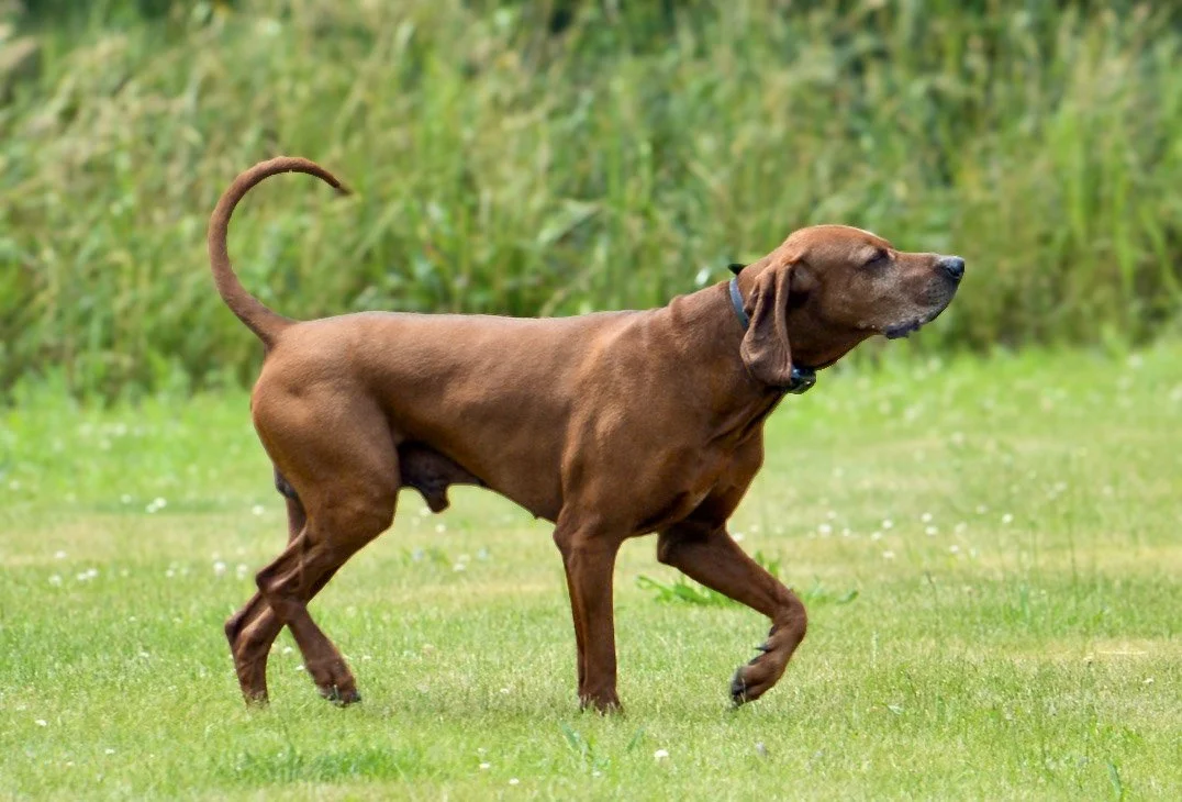 A brown dog with floppy ears and a curled tail walking on a grassy field.