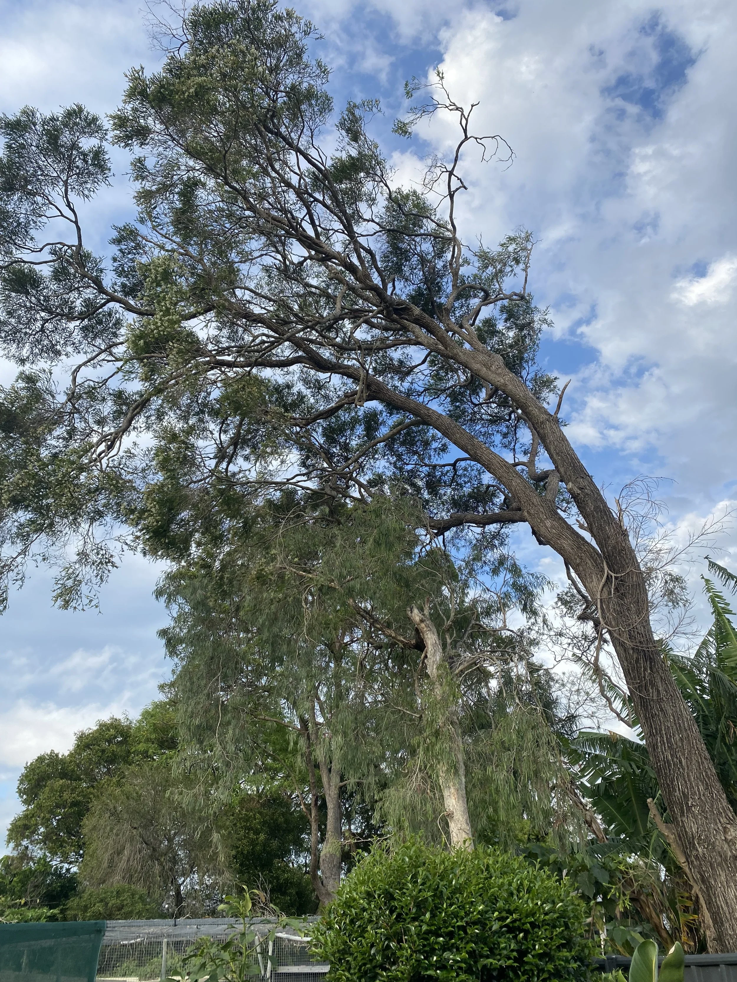 Tall trees with green leaves and branches against a partly cloudy blue sky.