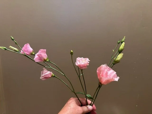 Different types of my lisianthus'