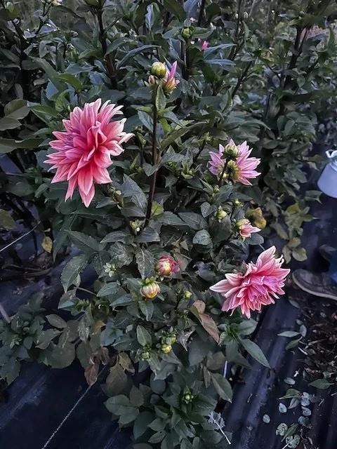 Dahlias