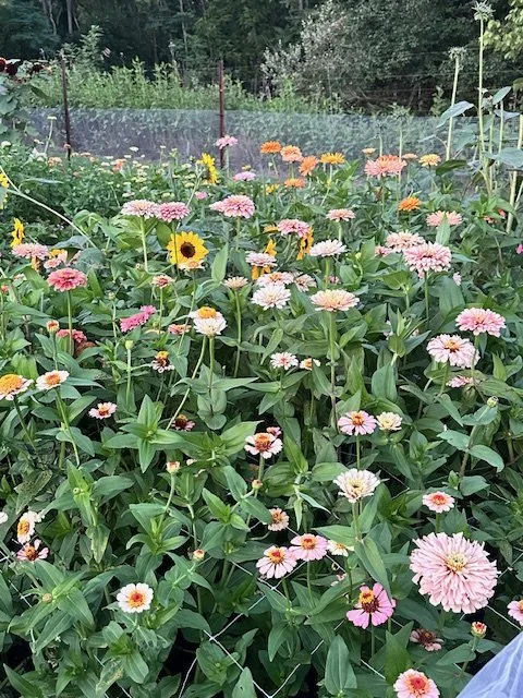 My Zinnias