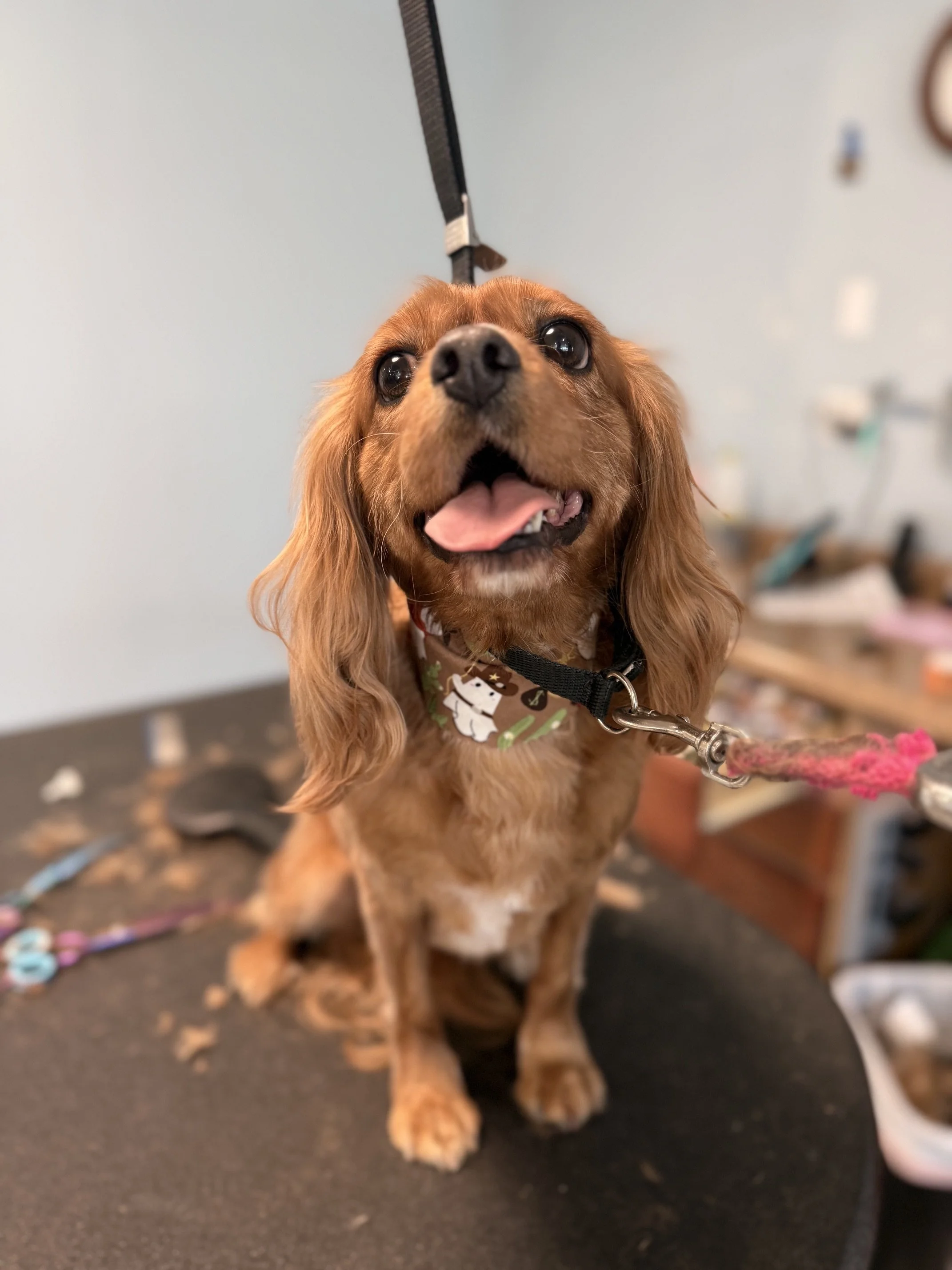 Cavalier King Charles Spaniel - Full Retro Package