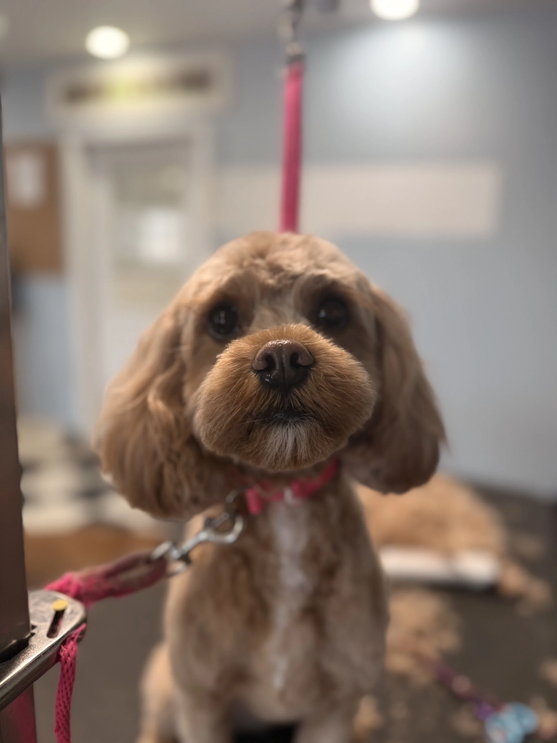 Cavapoo Full Retro Package