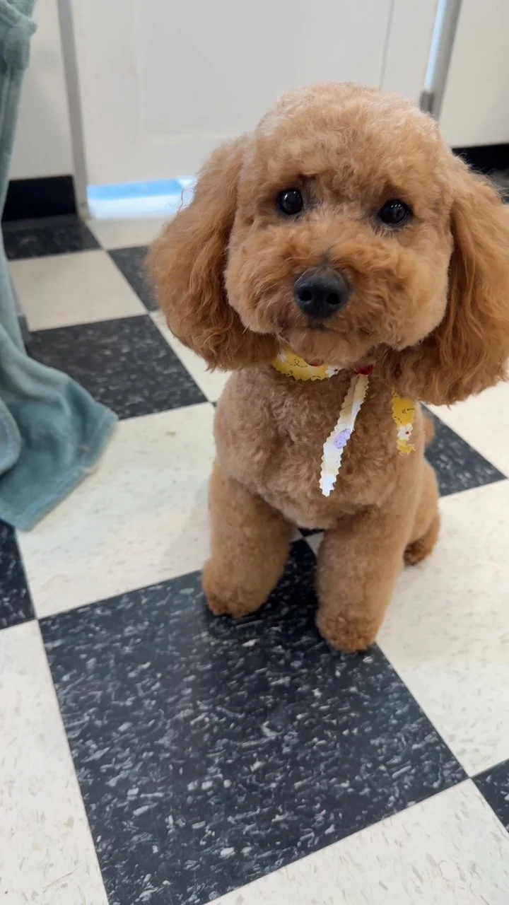 Cavapoo Full Retro Package