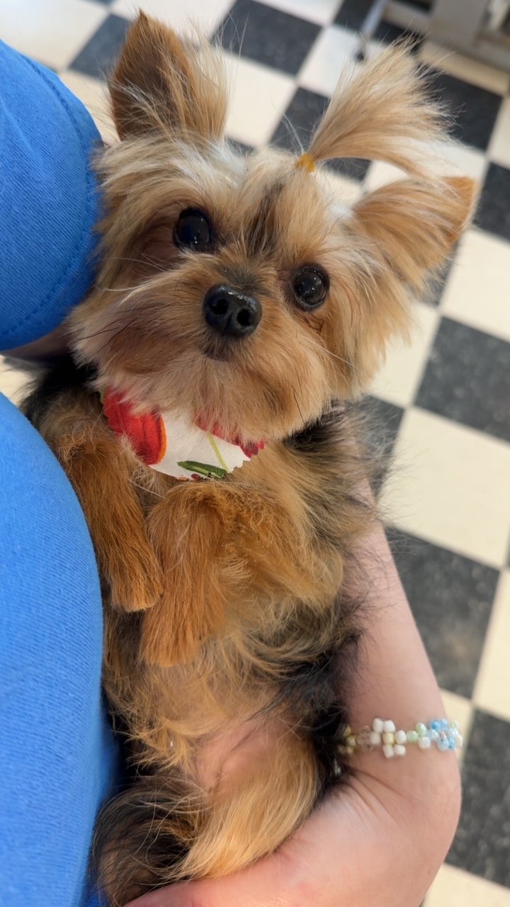 Teacup Yorkie Bang Trim Package