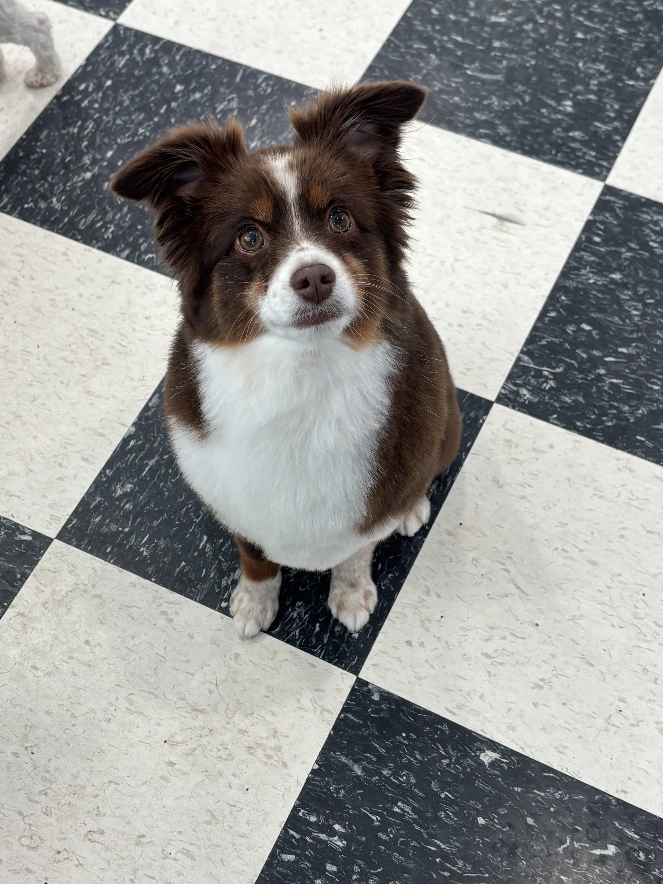 Mini Aussie Full Retro Package with Deshed