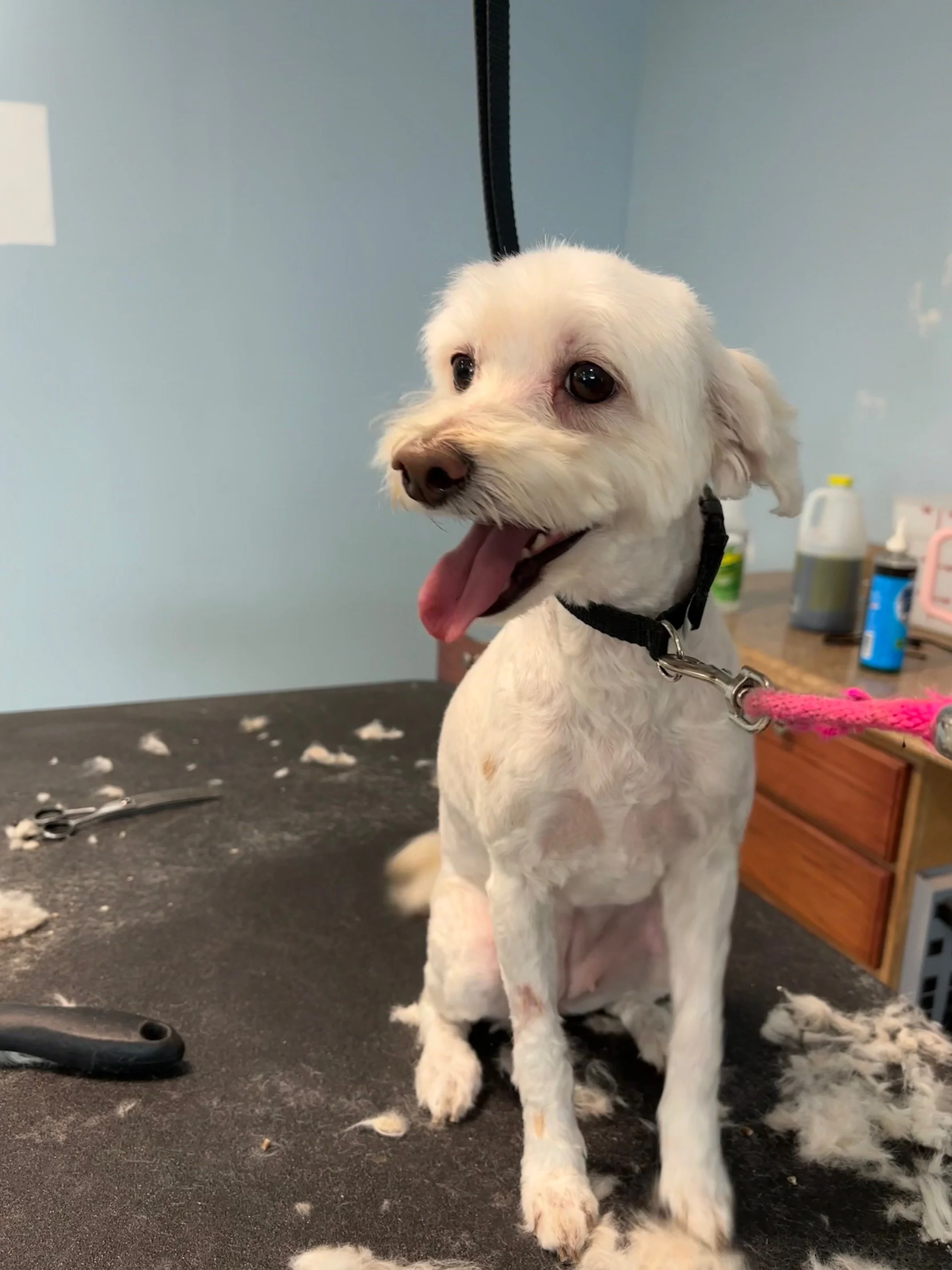 Maltipoo "AFTER" Full Retro Package - mustache full of stickers; body completely matted