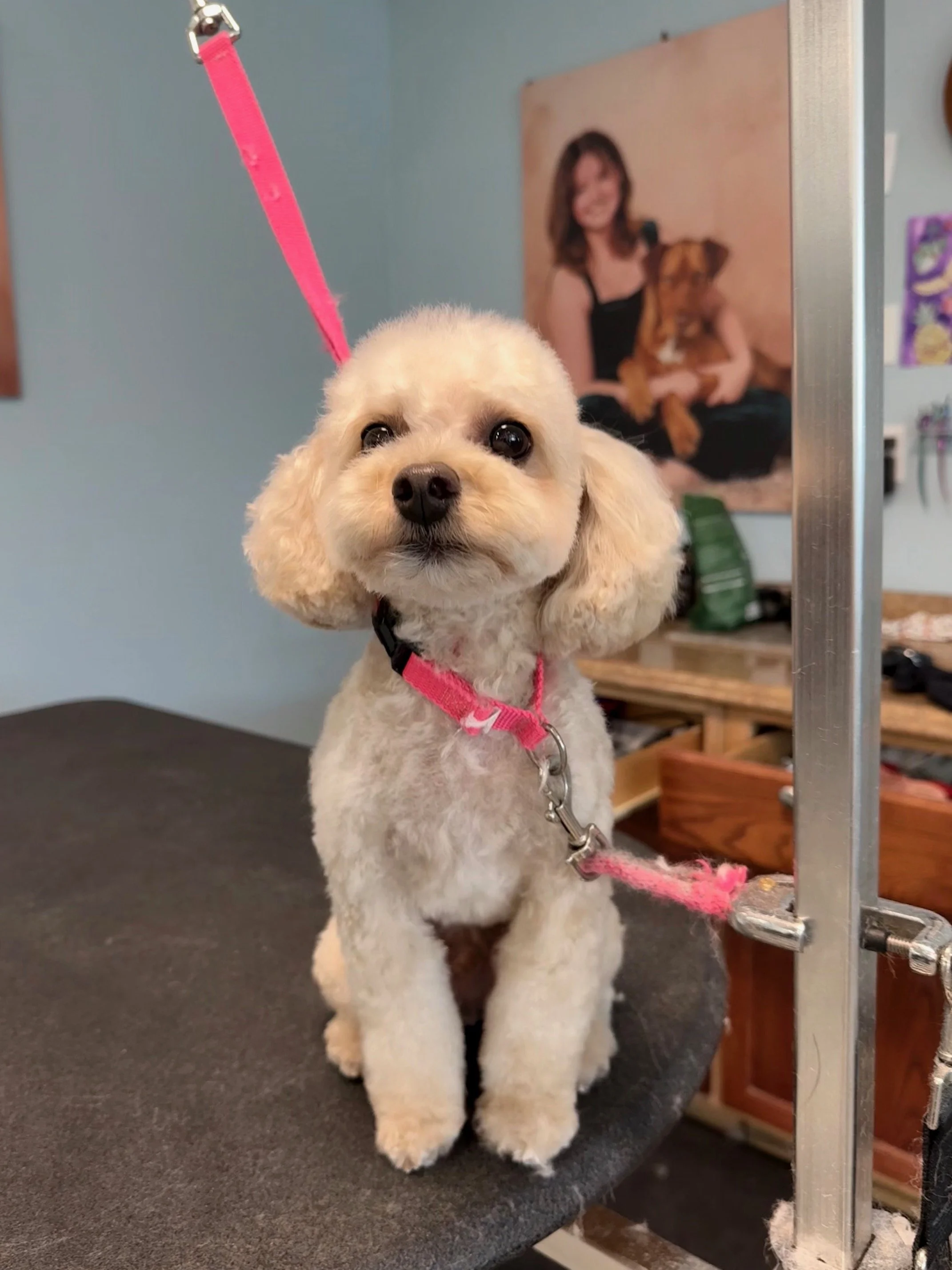 Toy Poodle "After"Full Retro Package