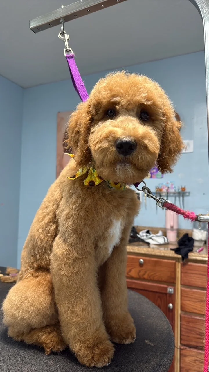 Goldendoodle Full Retro Package