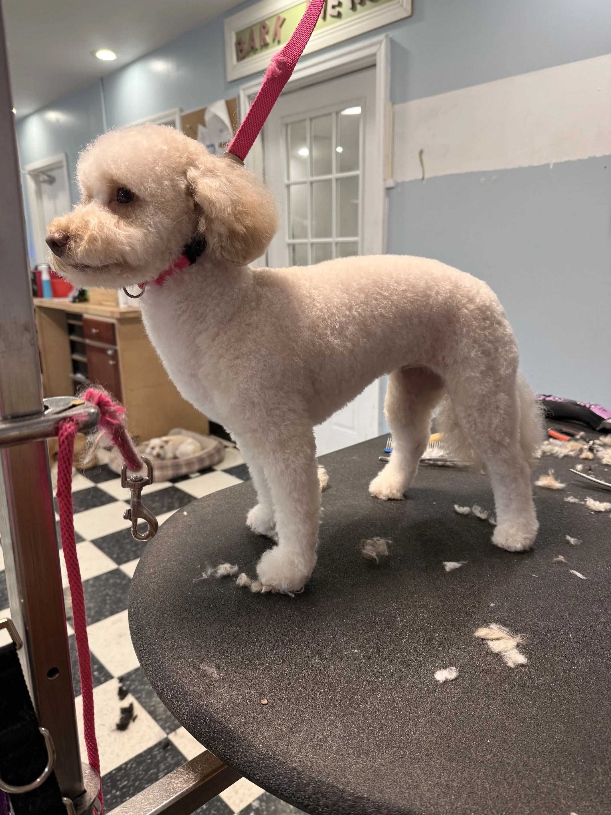 Bichon Mix "After" Full Retro Package