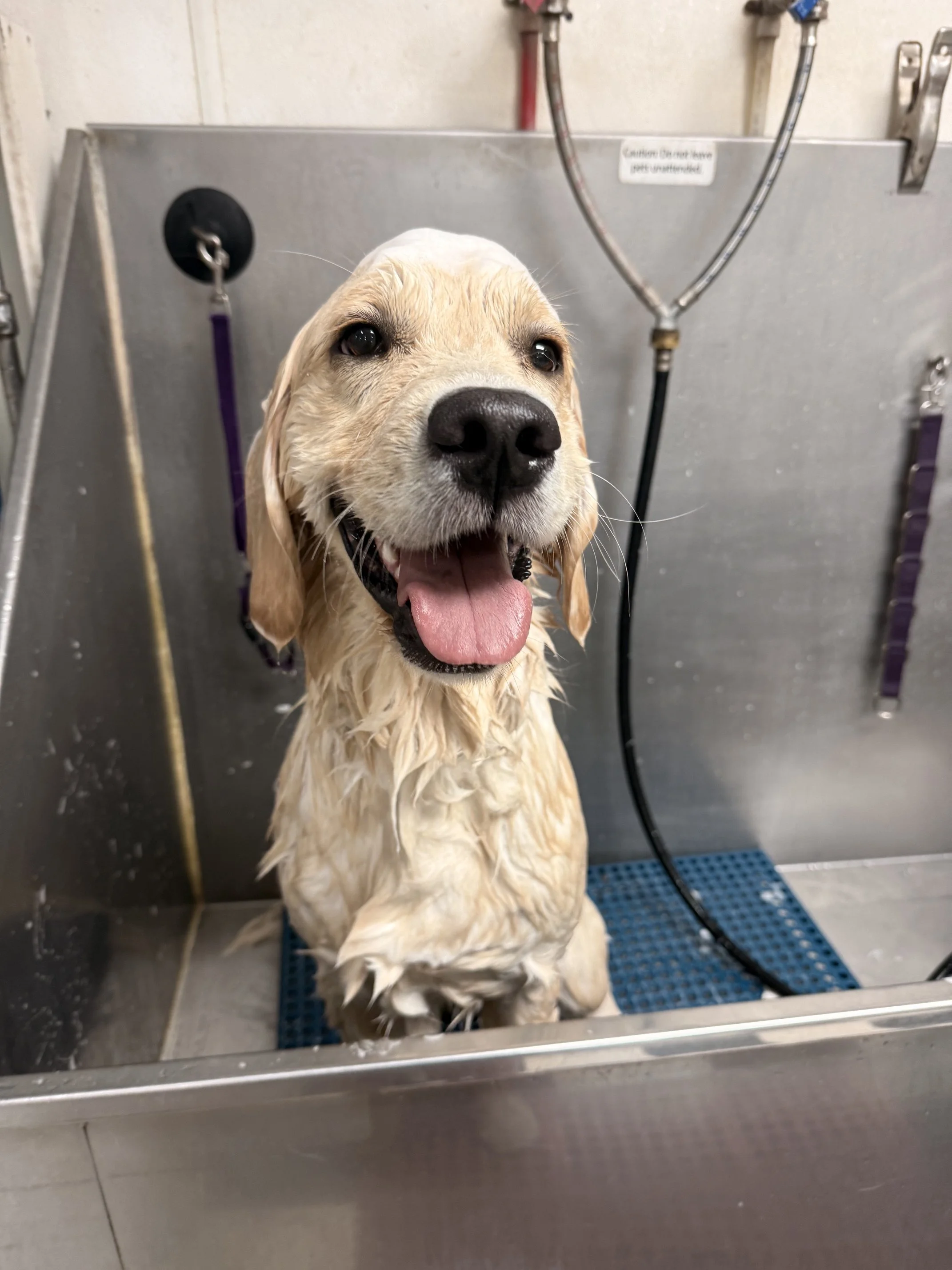 Golden Retriever Deshed Bath Package