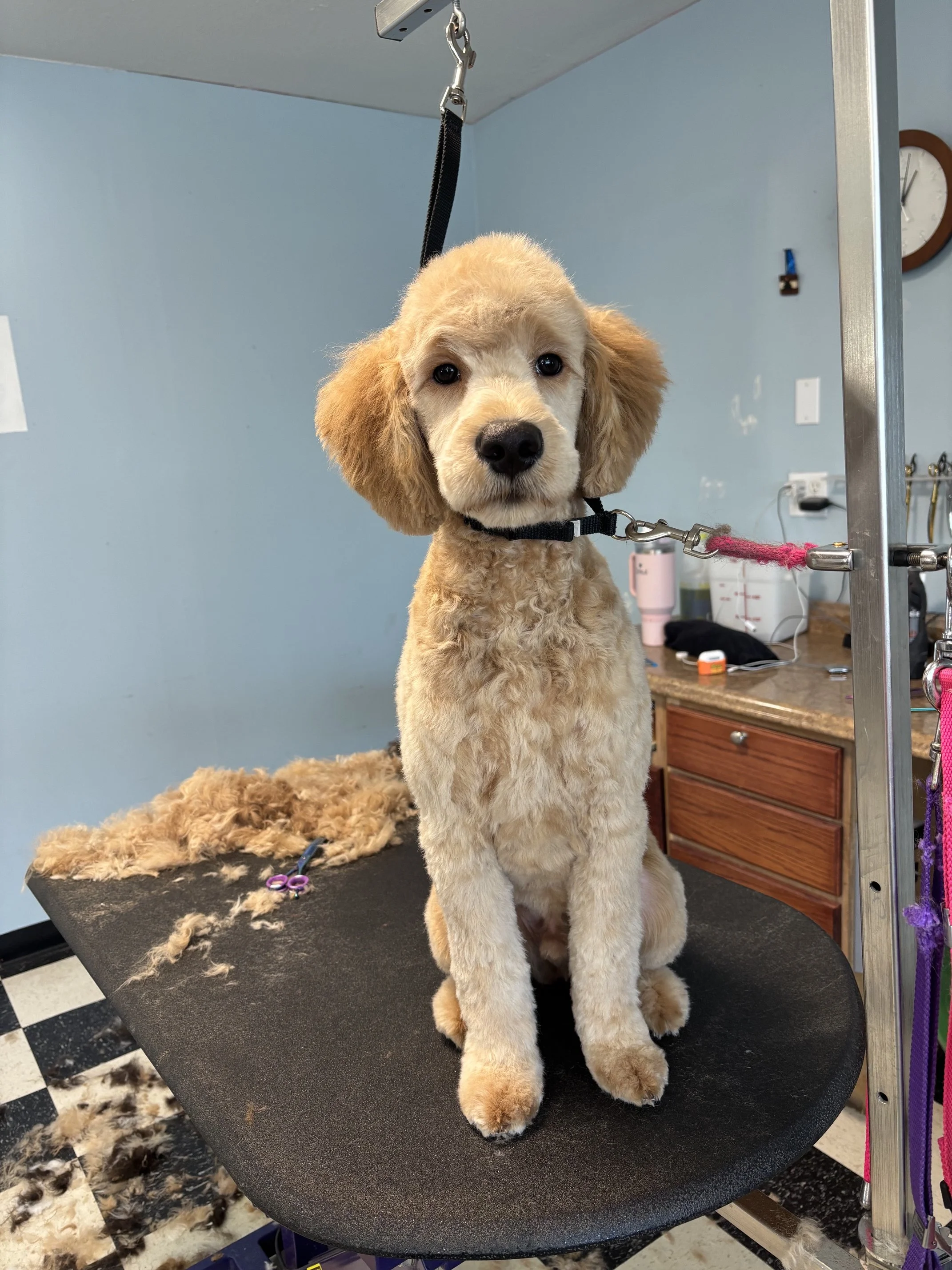 Goldendoodle Full Retro Package