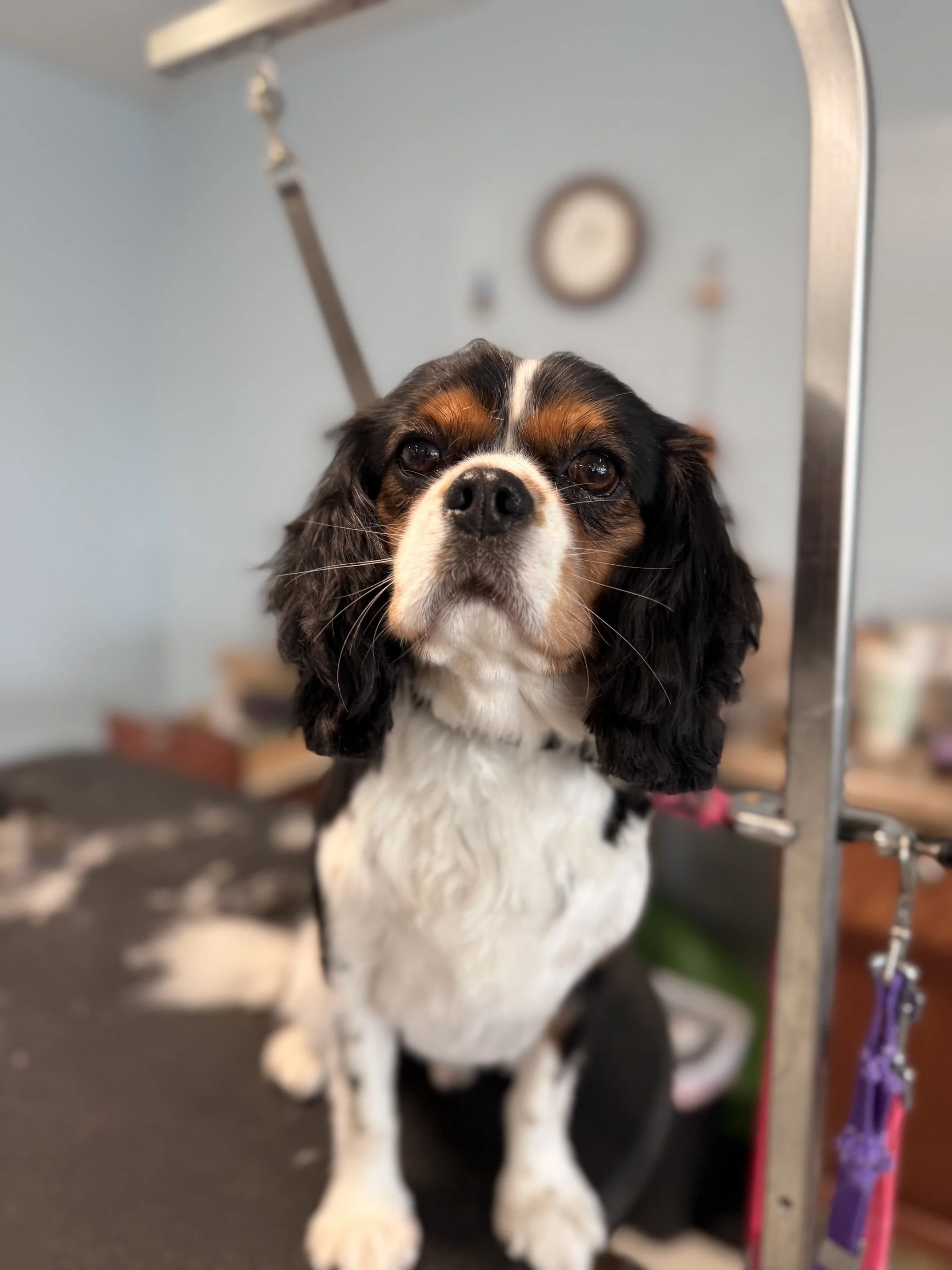 Cavalier King Charles Spaniel - Full Retro Package
