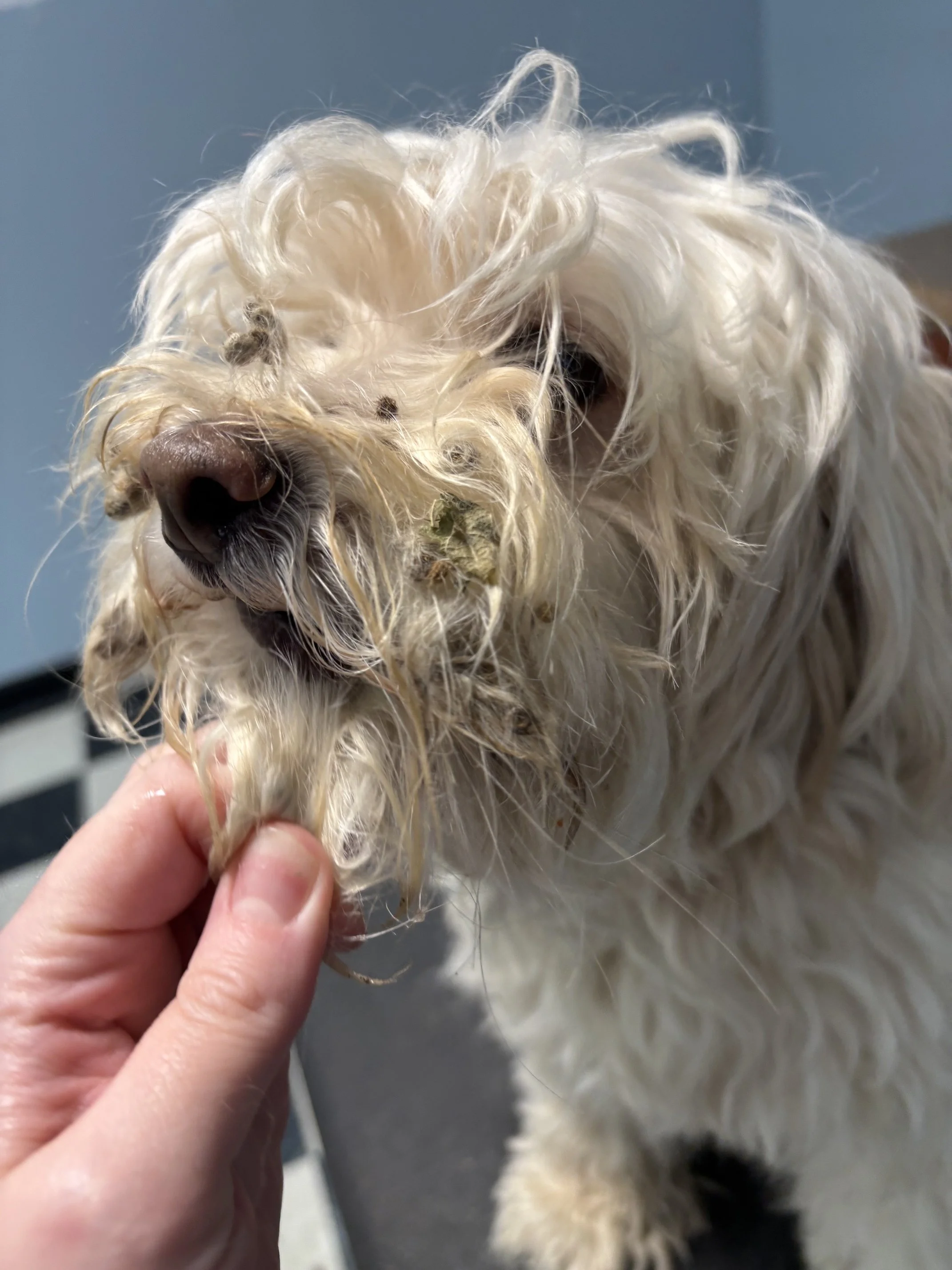 Maltipoo "Before" Full Retro Package - mustache full of stickers; body completely matted