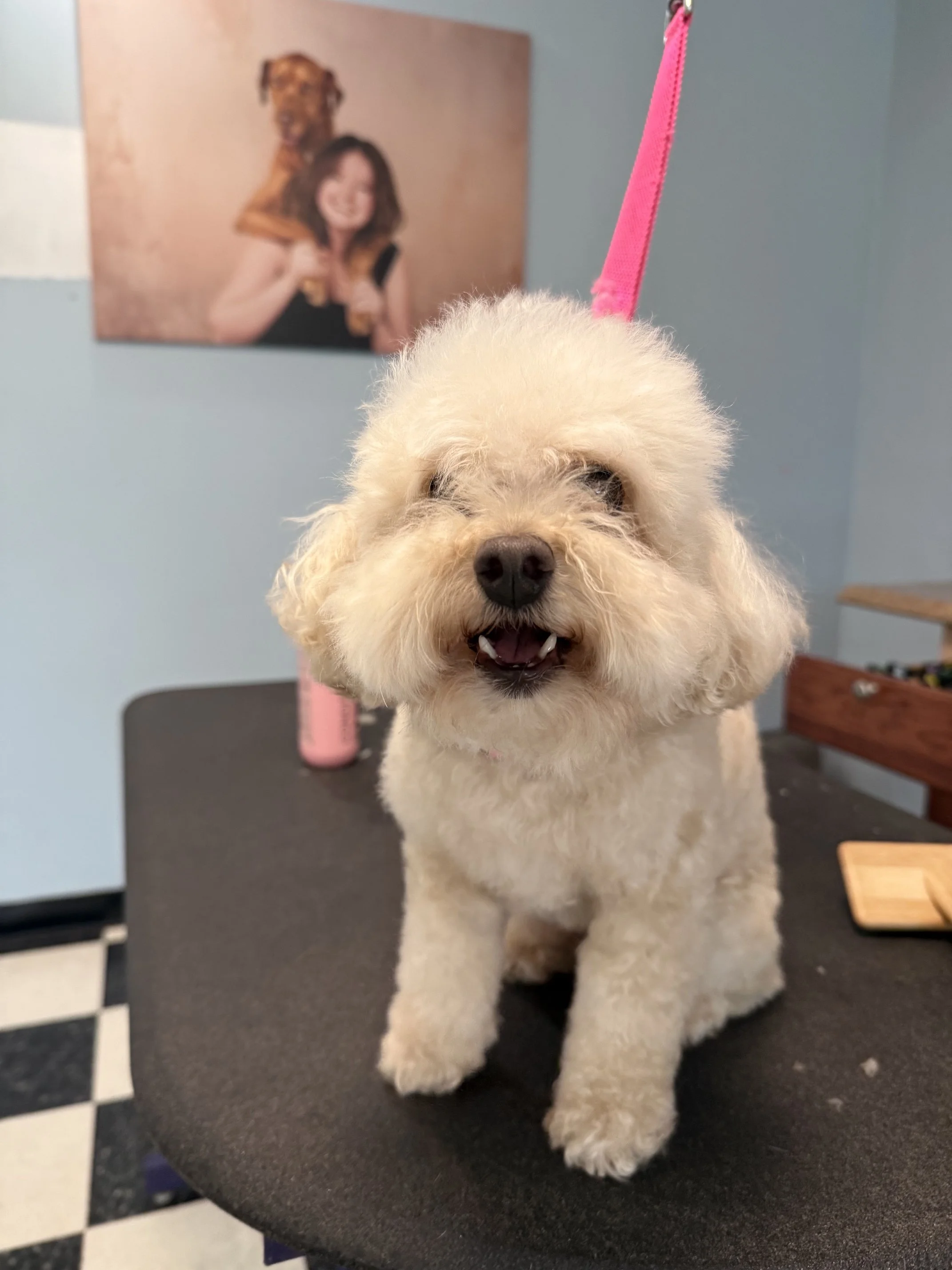 Toy Poodle "Before" Full Retro Package