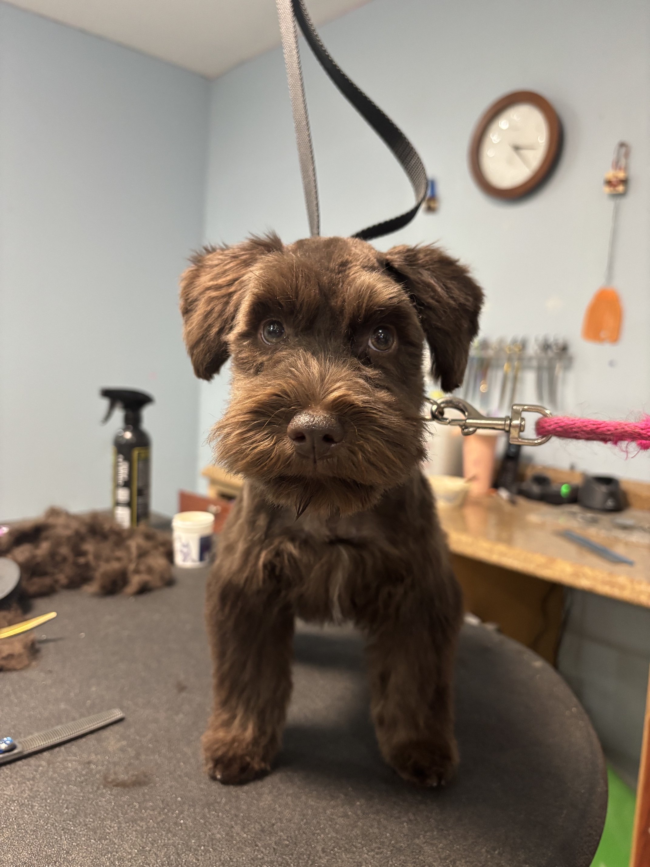 Mini Schnauzer Full Retro Package