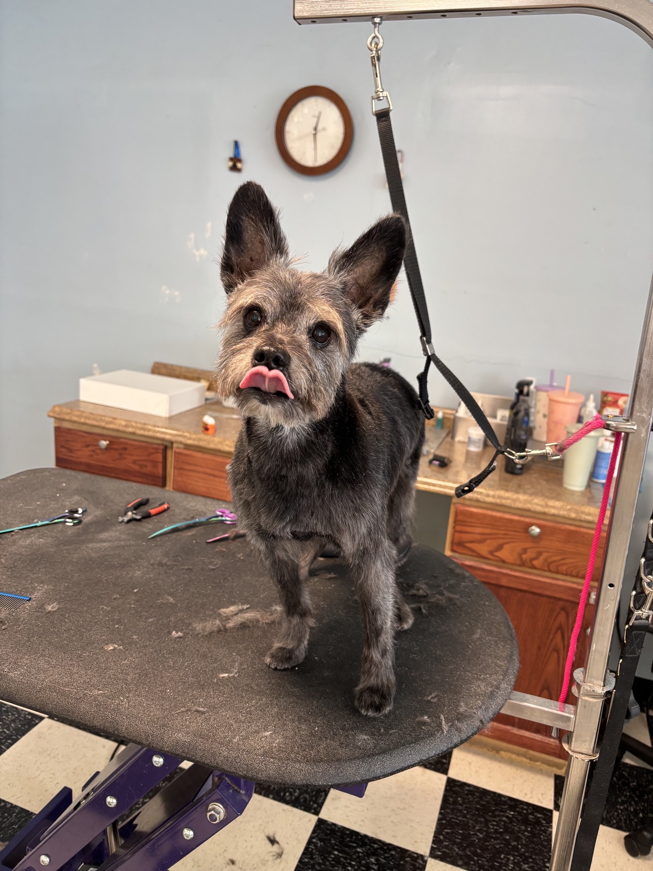 Terrier Mix Full Retro Package