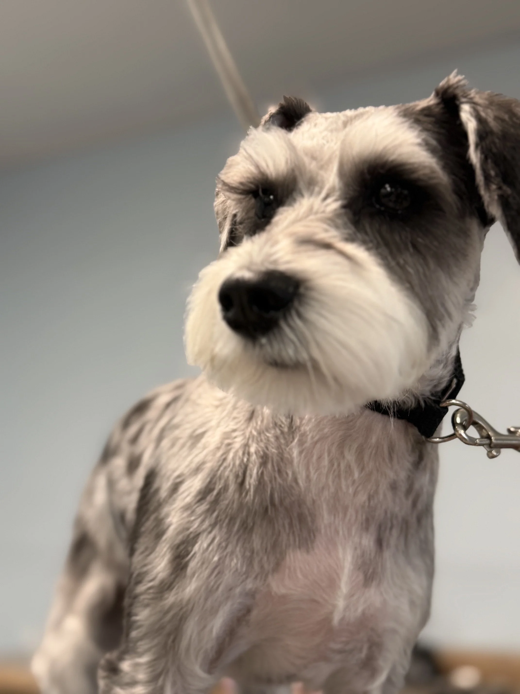 Teddy Bear faced Schnauzer - Full Retro Package