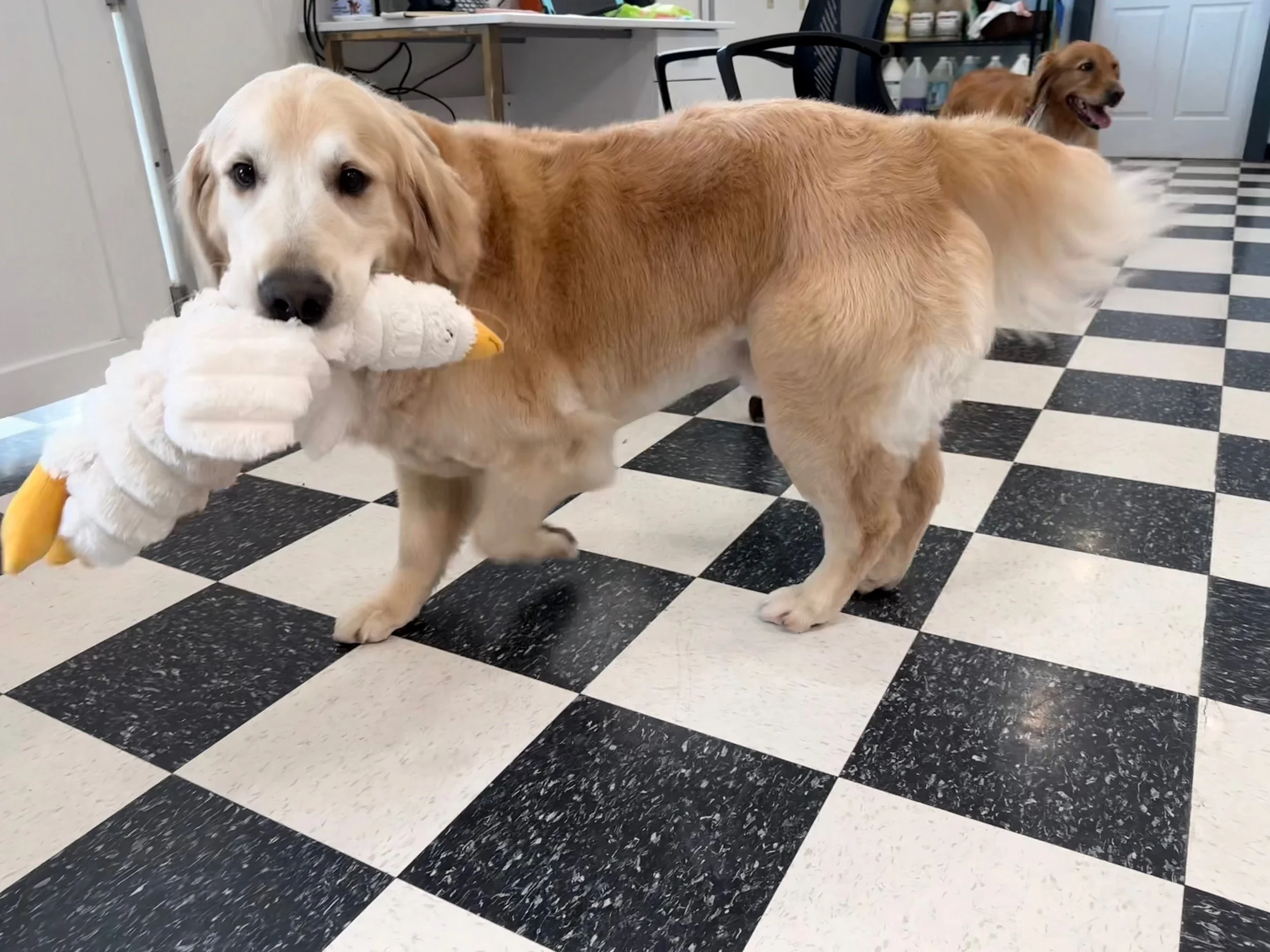 Golden Retriever Deshed Full Retro Package