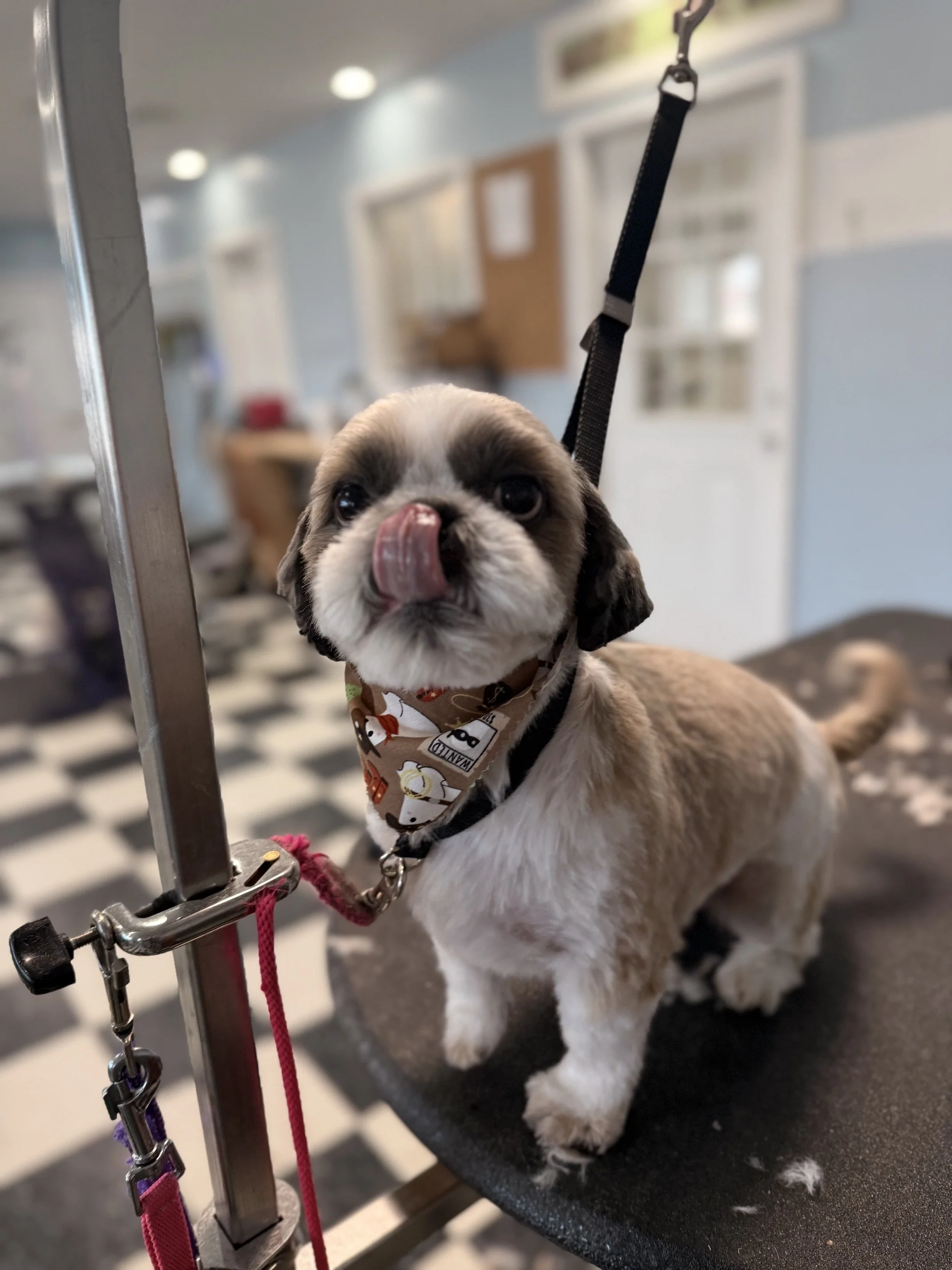 Shih Tzu - Full Retro Package 3/4" nose to tail