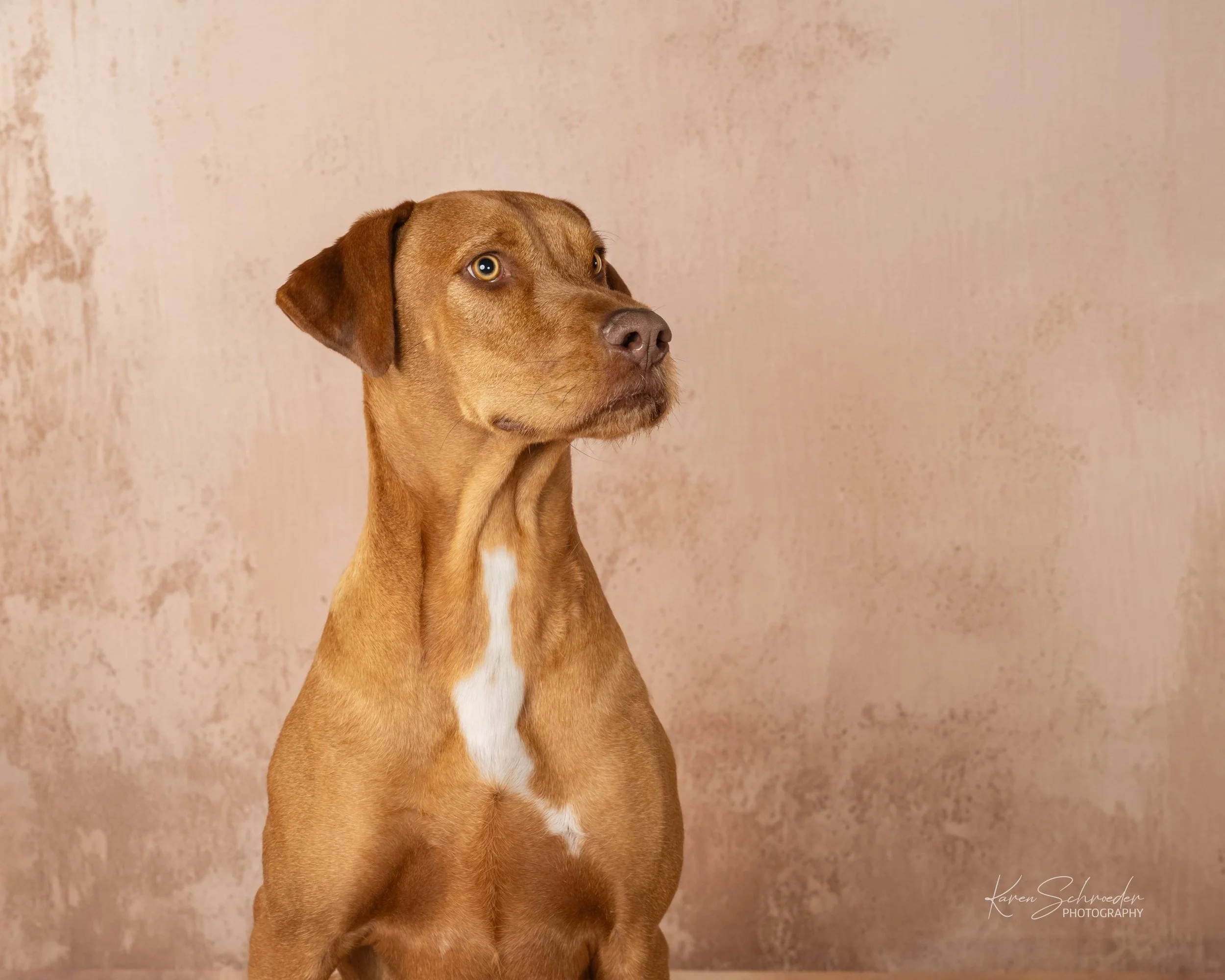 A brown dog with a white patch on its chest sitting against a textured beige wall, looking to the side with a calm expression.