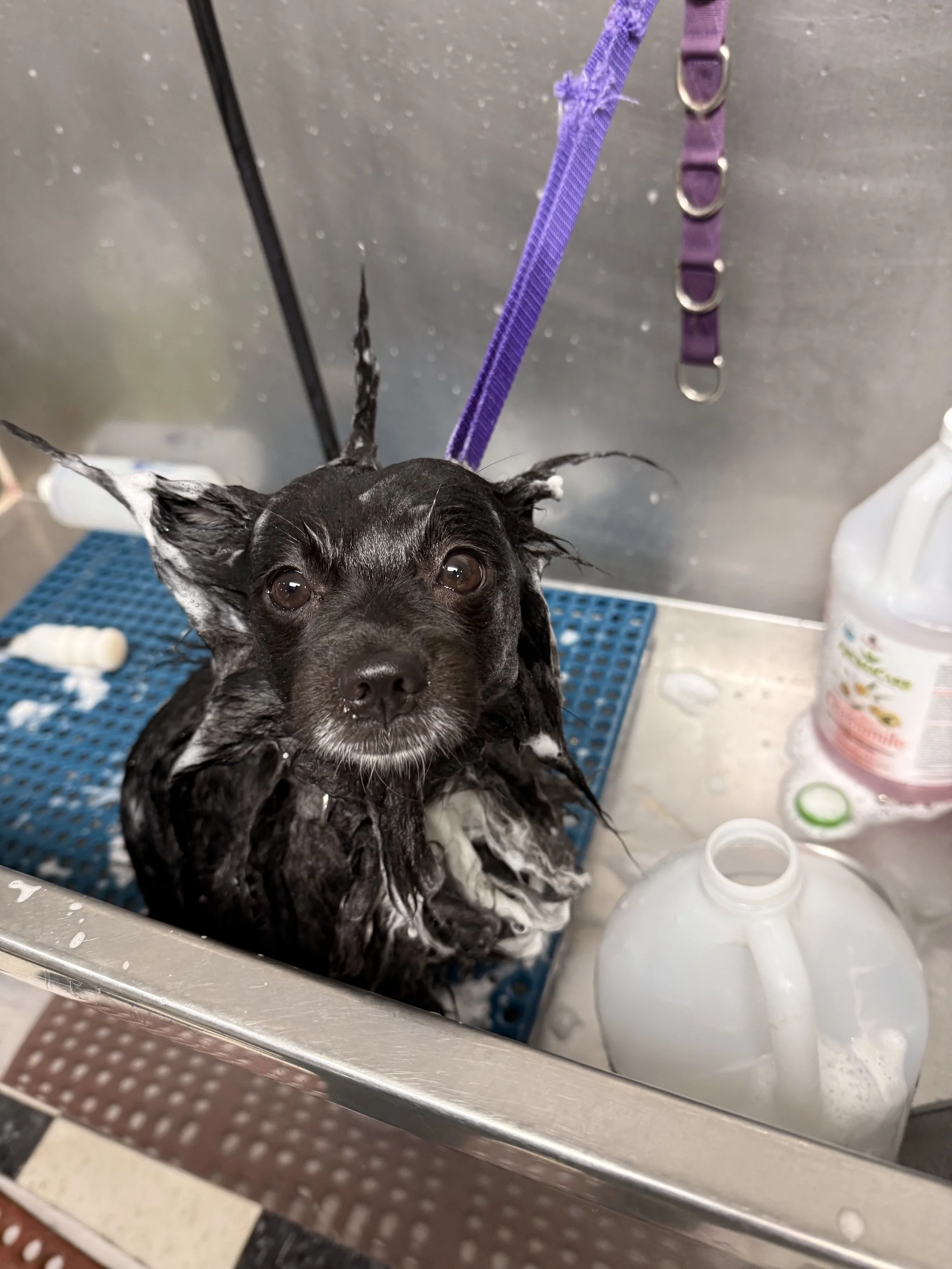 Pomeranian Deshed Bath Package