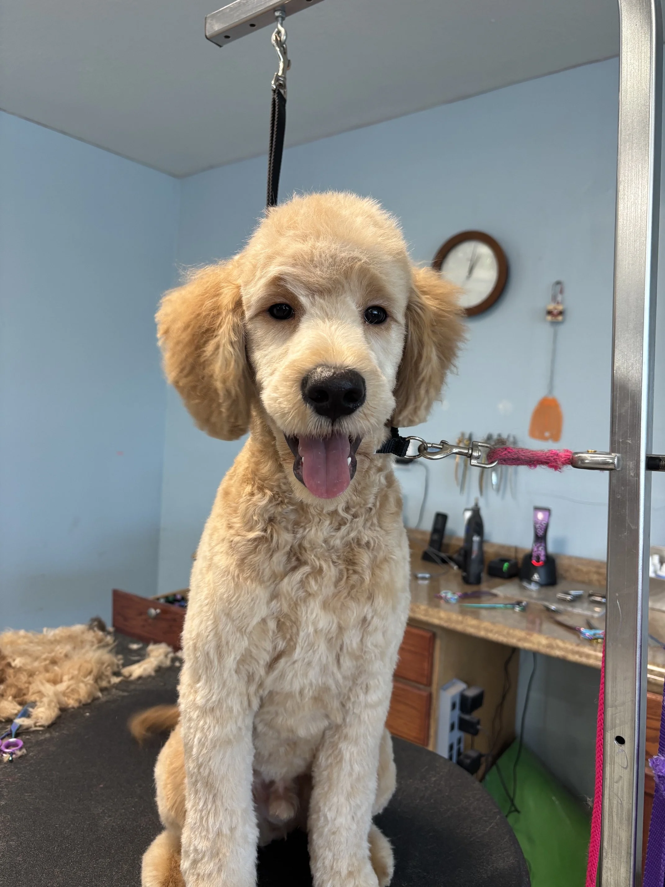 Goldendoodle Full Retro Package
