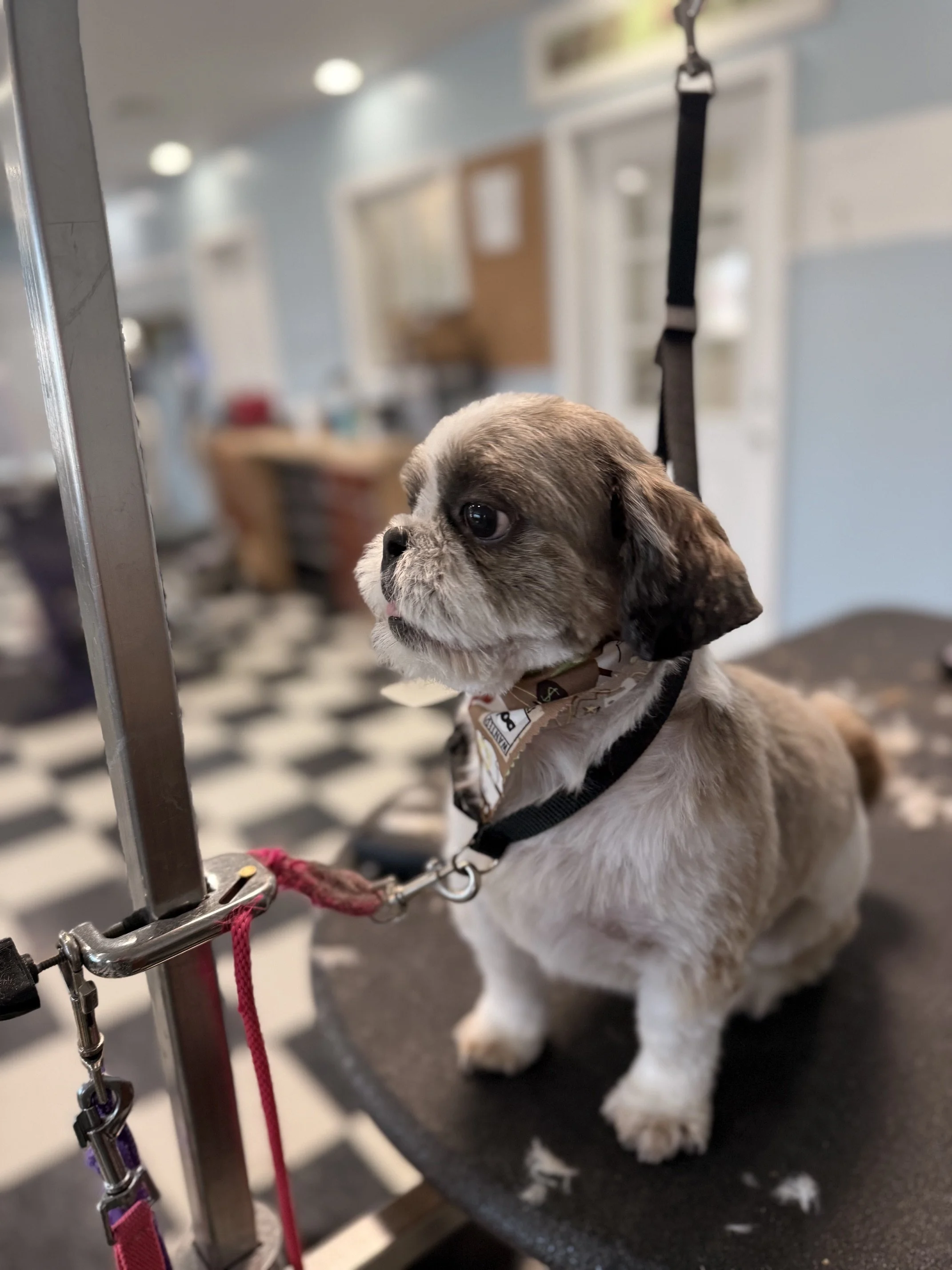 Shih Tzu - Full Retro Package 3/4" nose to tail