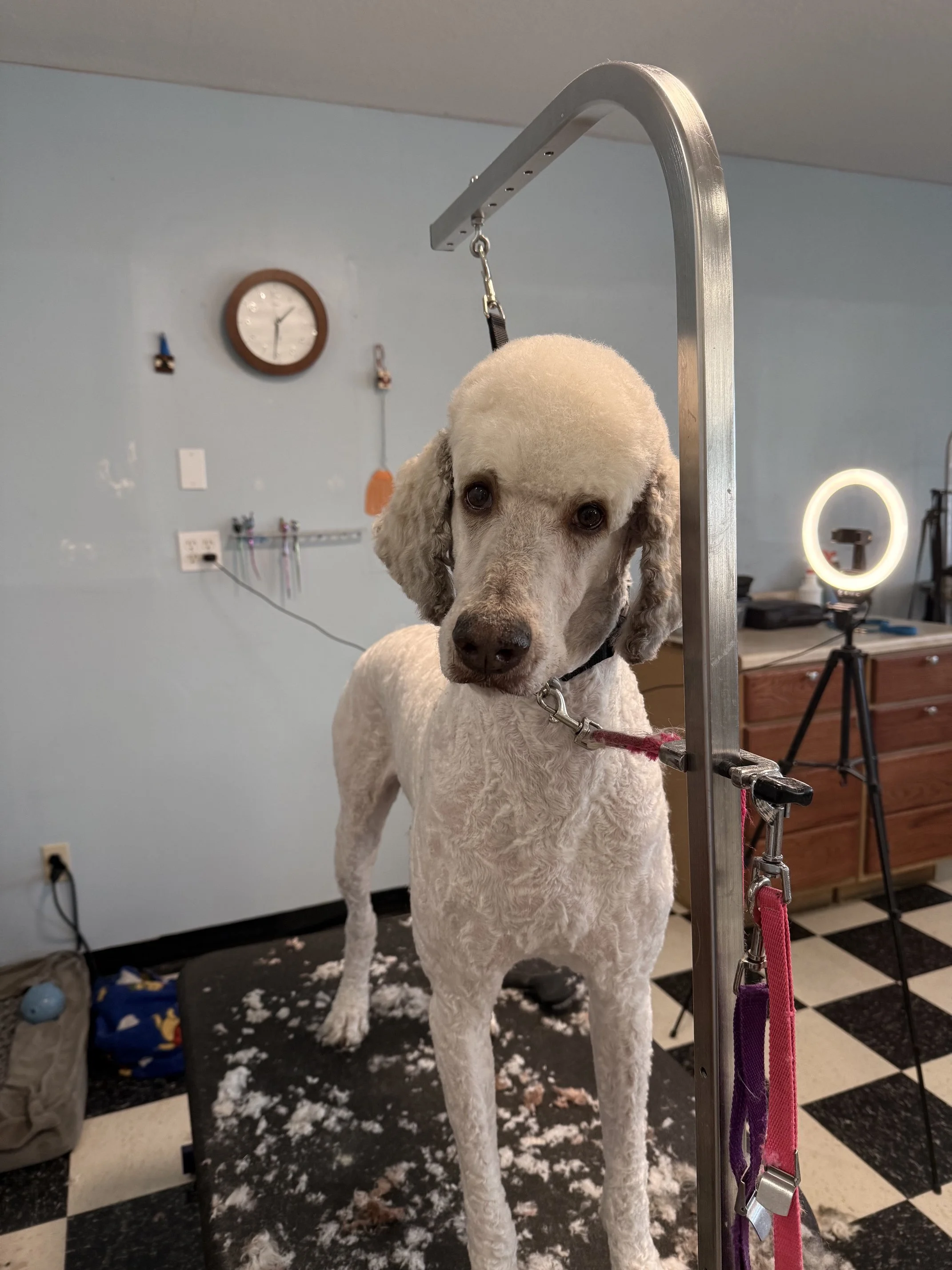 Standard Poodle Full Retro Package - body fully matted