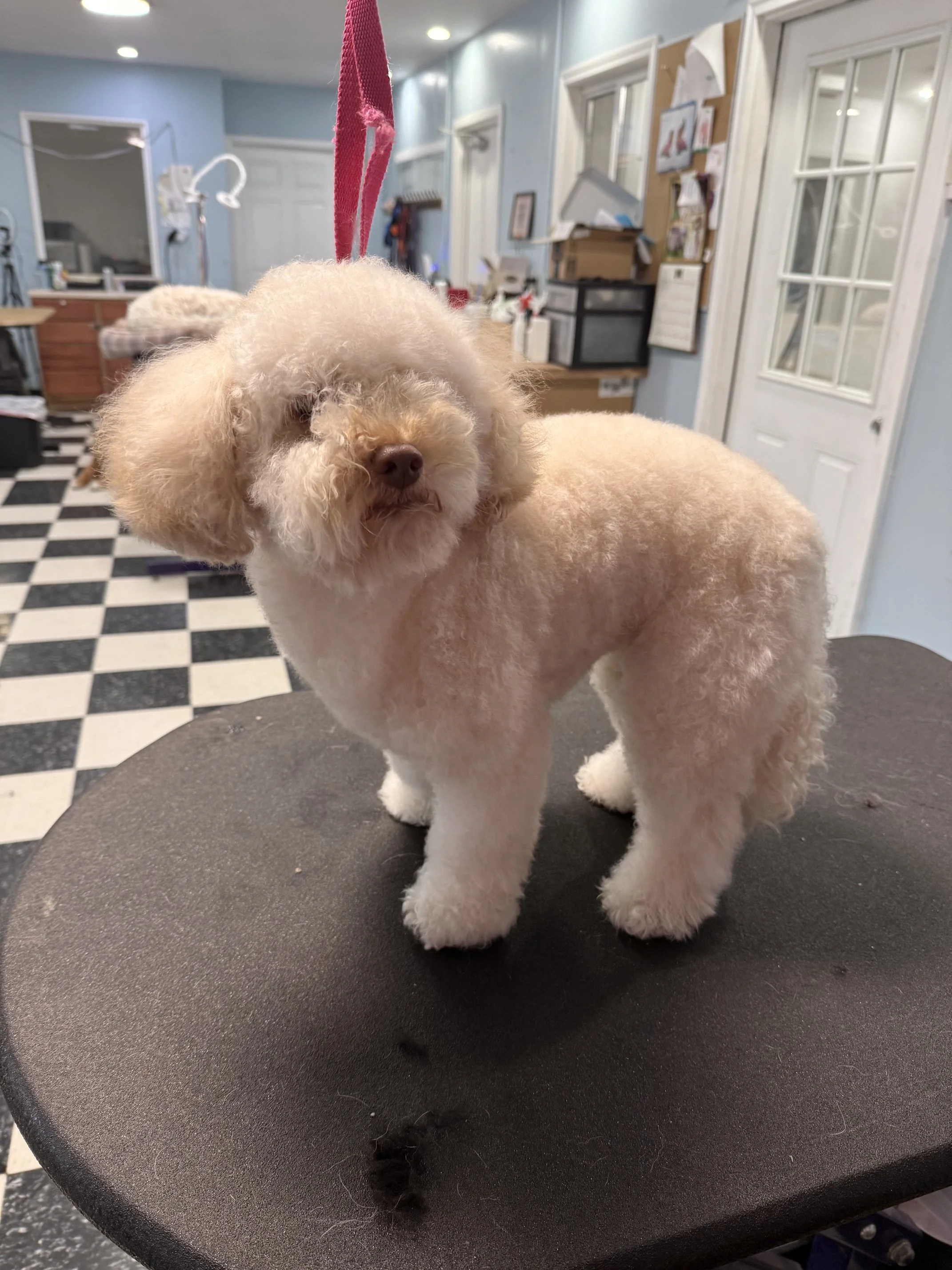 Bichon Mix "Before" Full Retro Package