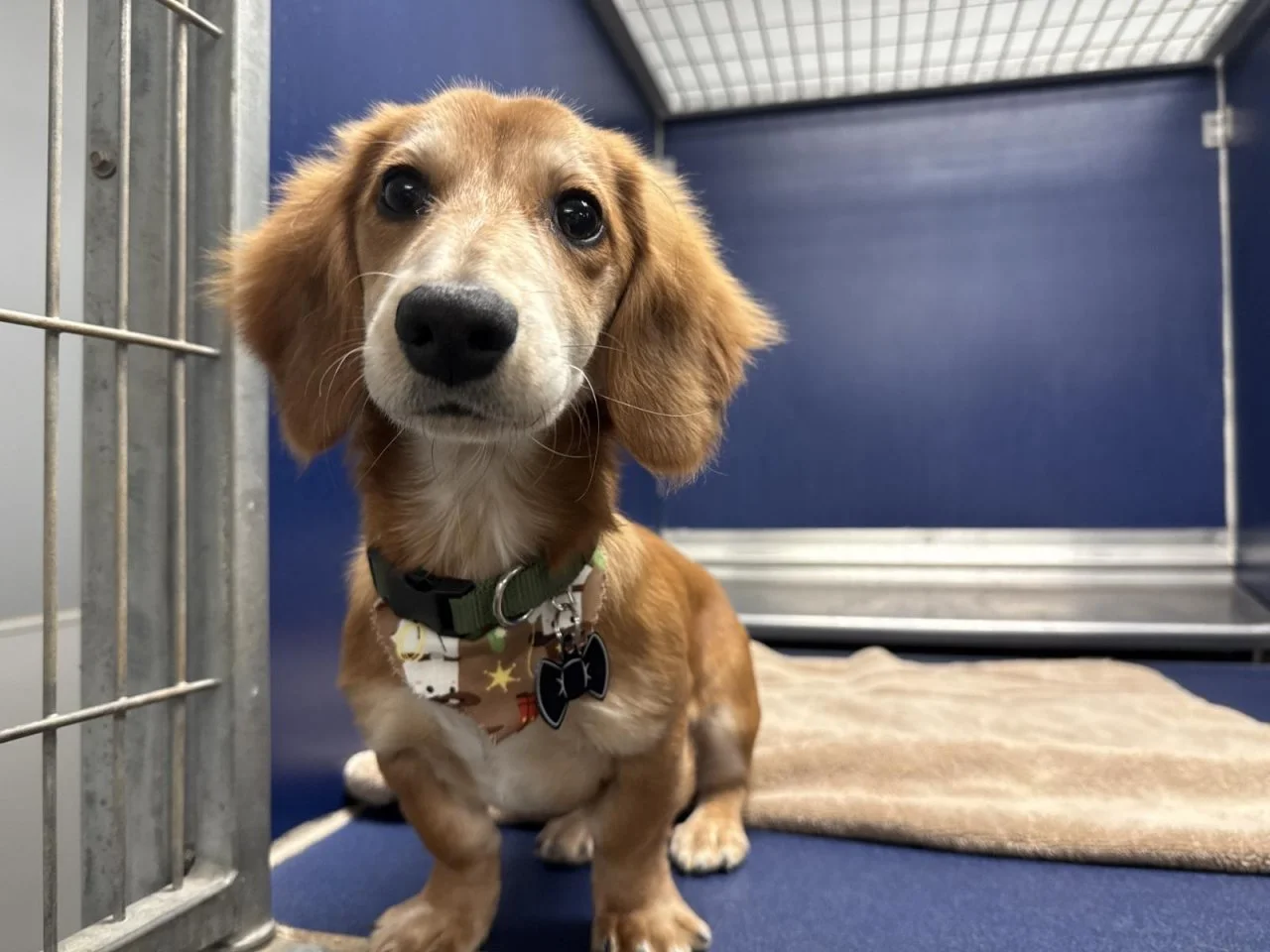 Long Haired Daschund Tidy Package