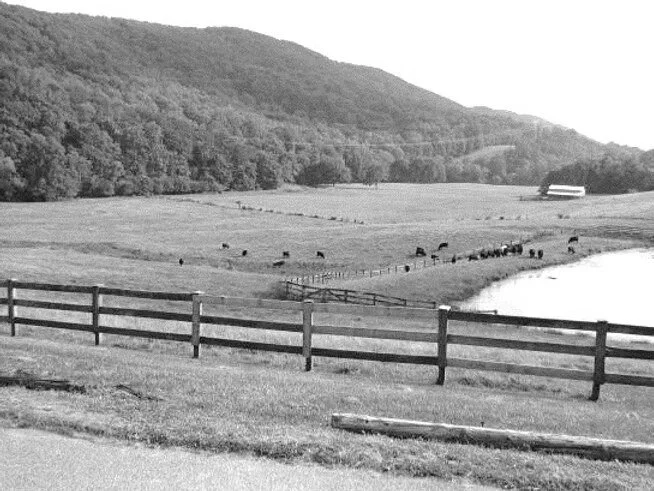 Scenic rural landscape with rolling hills, fenced farmland, grazing cattle, and a pond or lake in the foreground, black and white photograph